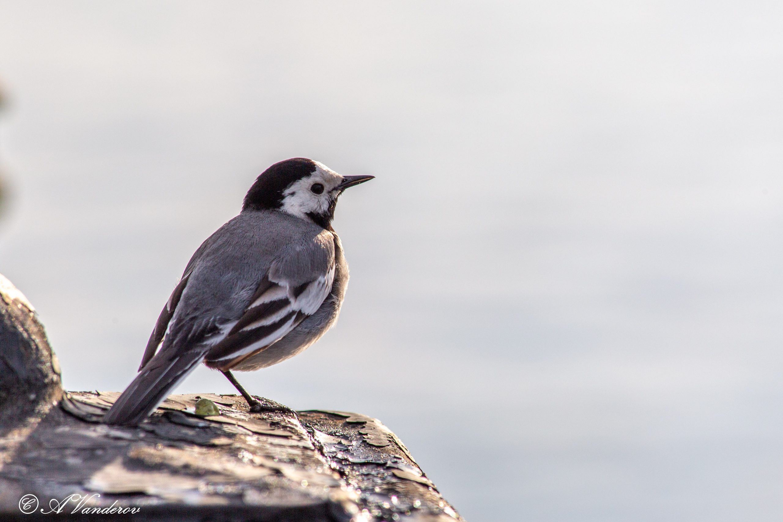 Прогулка 22.05.2024. Фотограф Омск | Александр Вандеров