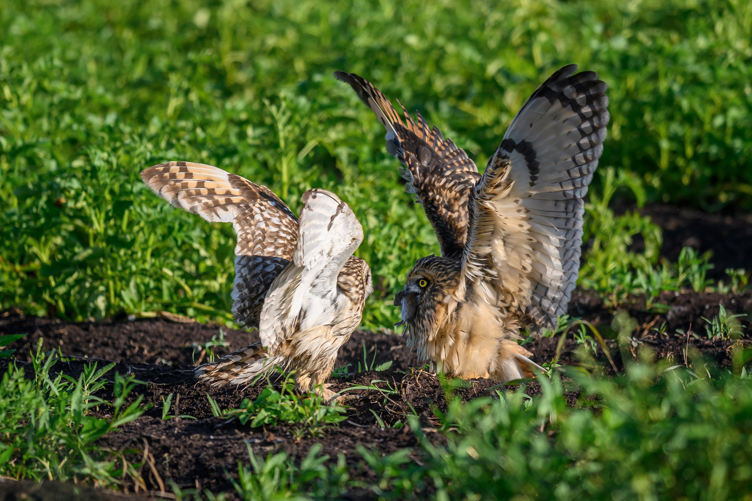 Совята завтракают. The owlets are having breakfast. Wildlife photography by Sergey Puponin