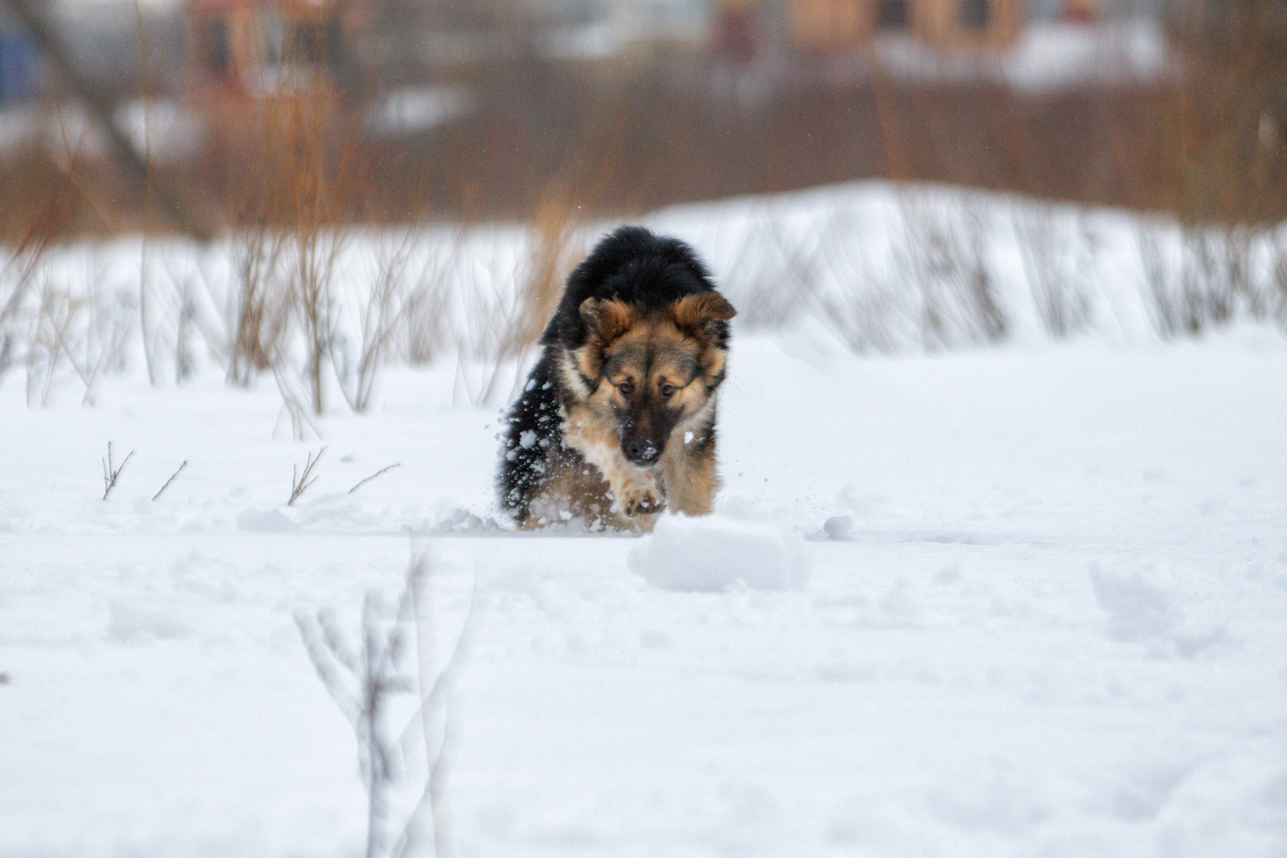 Прогулка в поле с Милкой. Фотограф-анималист Юлия Зубкова
