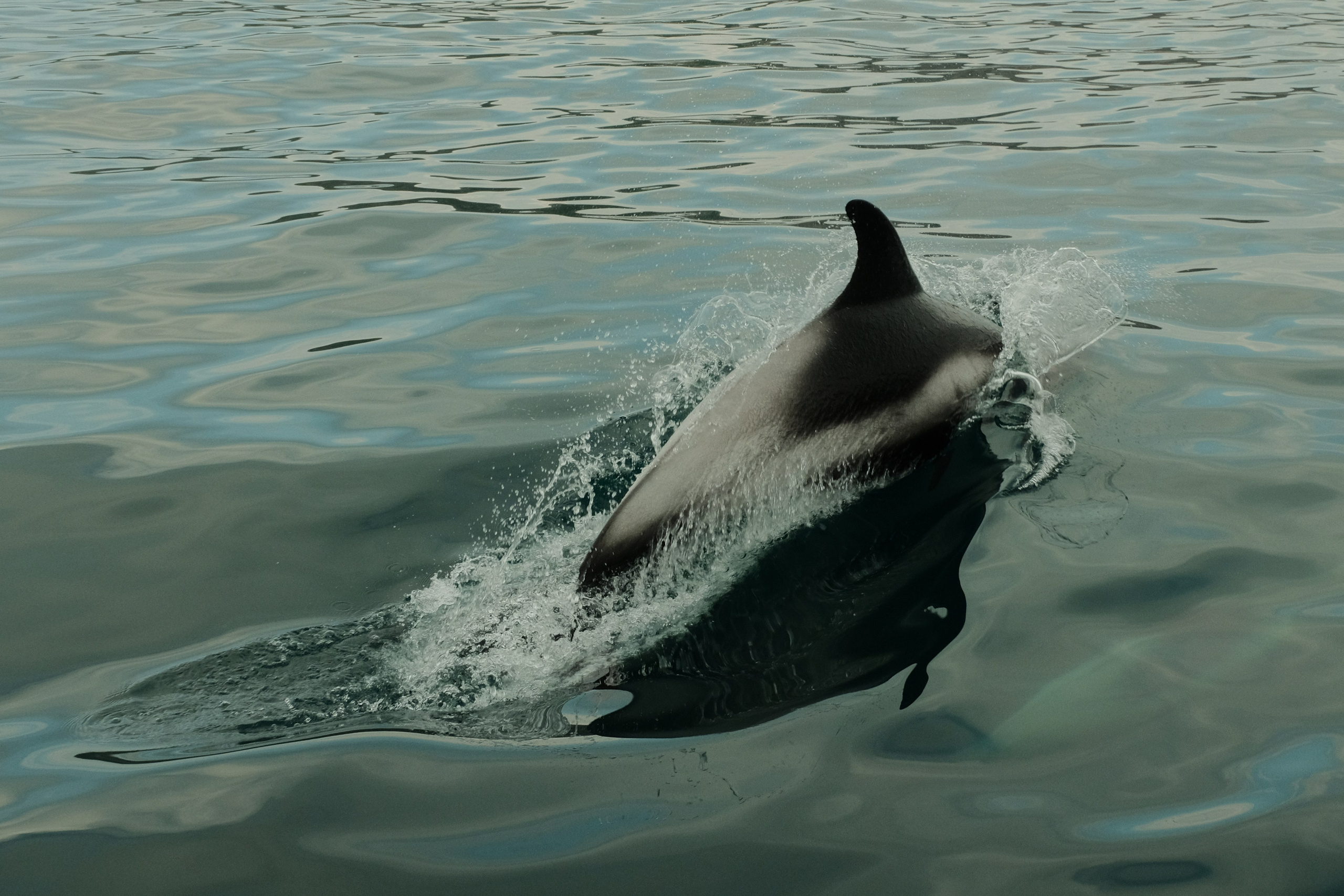 A dolphin leaps out of calm, rippling water, creating a splash as it moves forward, with its back and dorsal fin clearly visible.