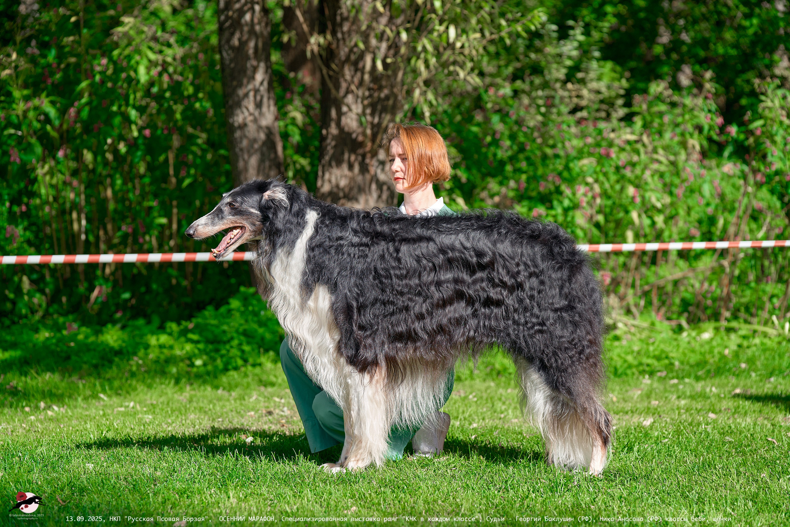 ОСЕННИЙ МАРАФОН | Специализированная выставка породы Русская Псовая Борзая ранг "КЧК в каждом классе"