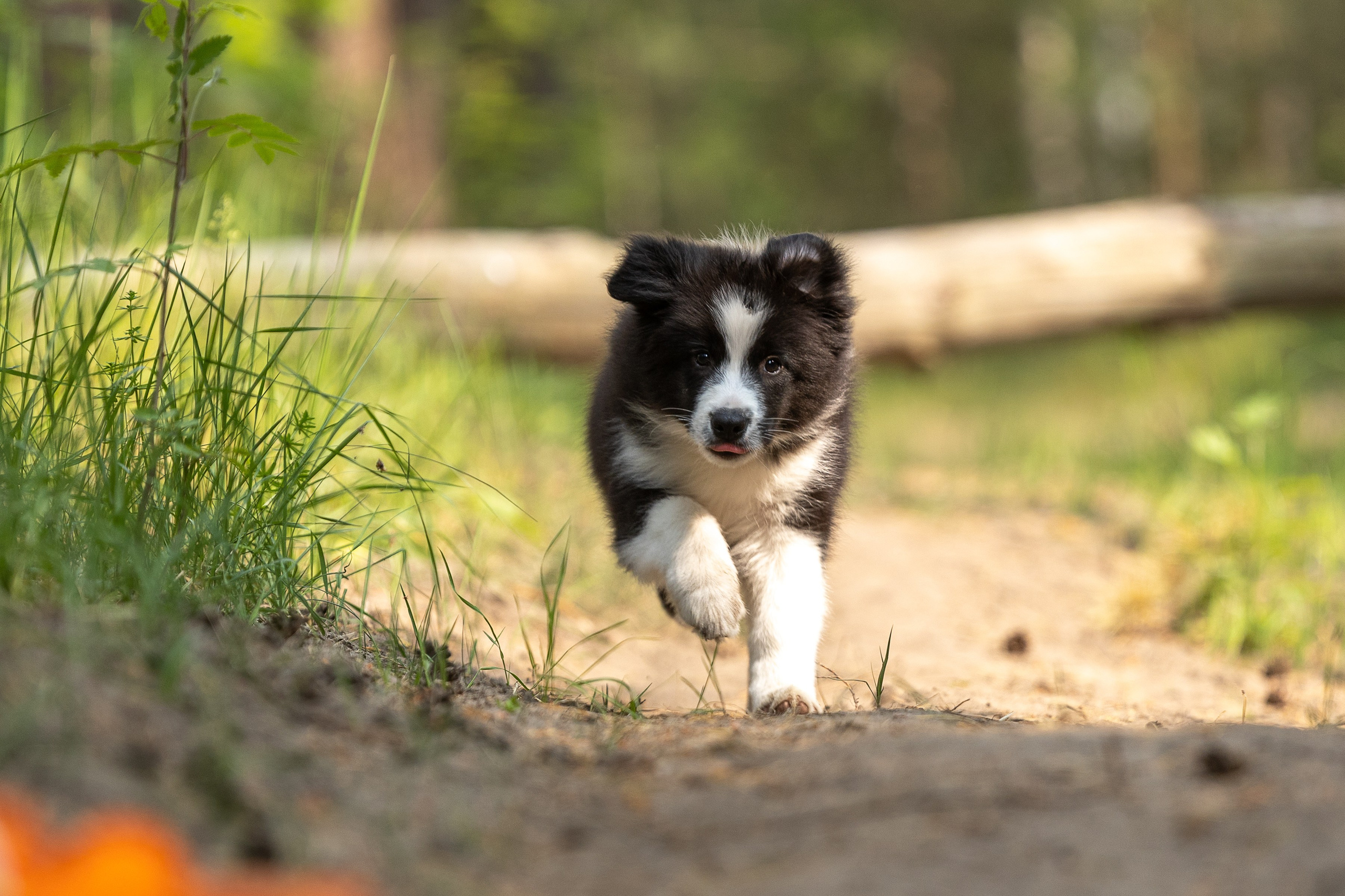 Бордеры. Купить щенка Вельш-корги-кардиган в семейном питомнике — Ice Fantasy