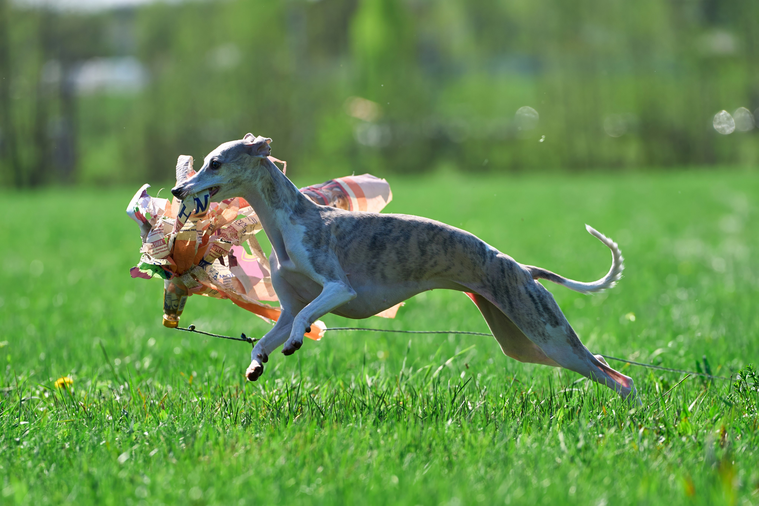 Тренировка по курсингу Донино. Фотограф-анималист Михаил Манухин