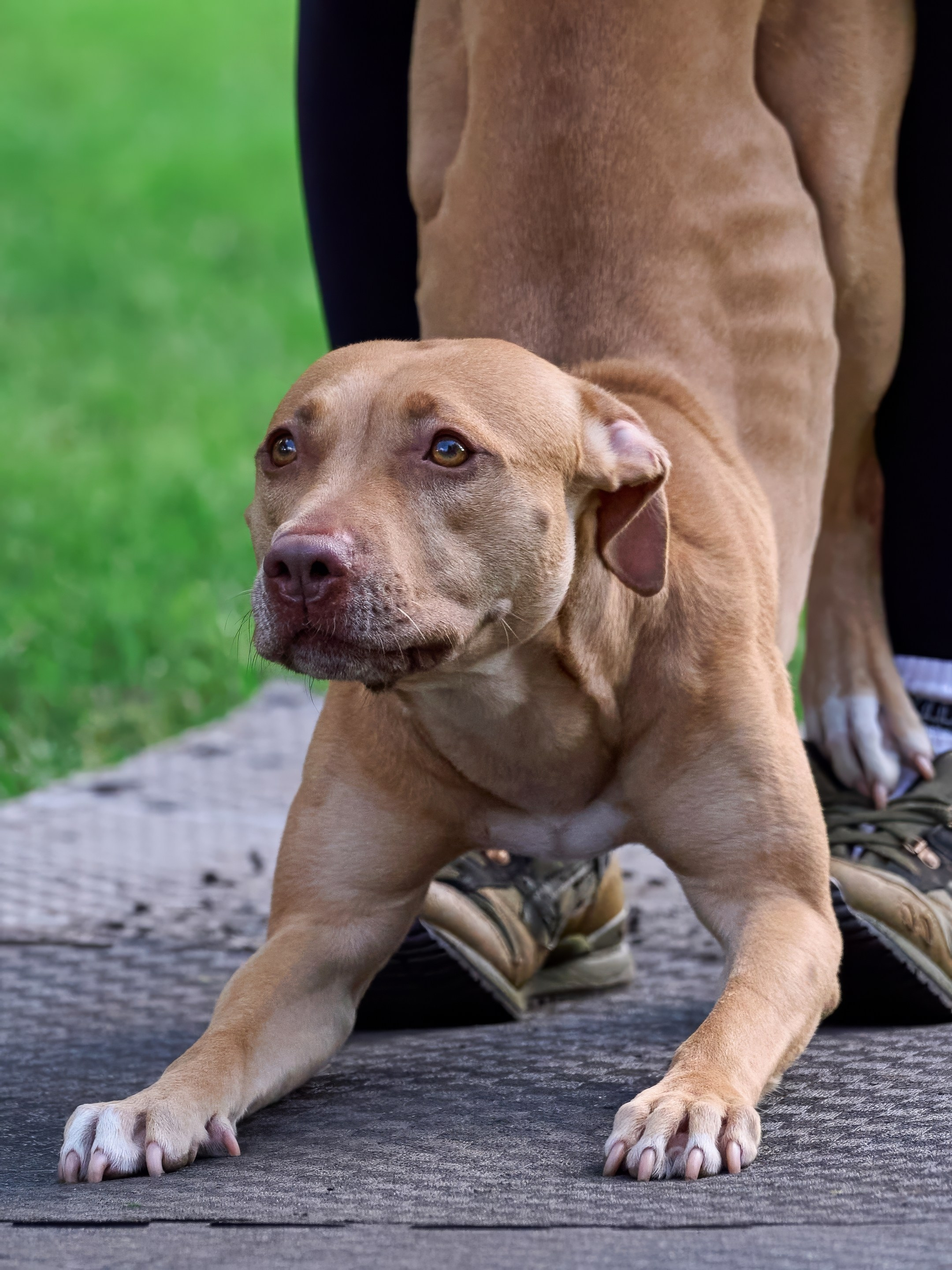 Двухдневные соревнования «Jump'n'Gym Fest — 2024». Фотограф-анималист Михаил Манухин