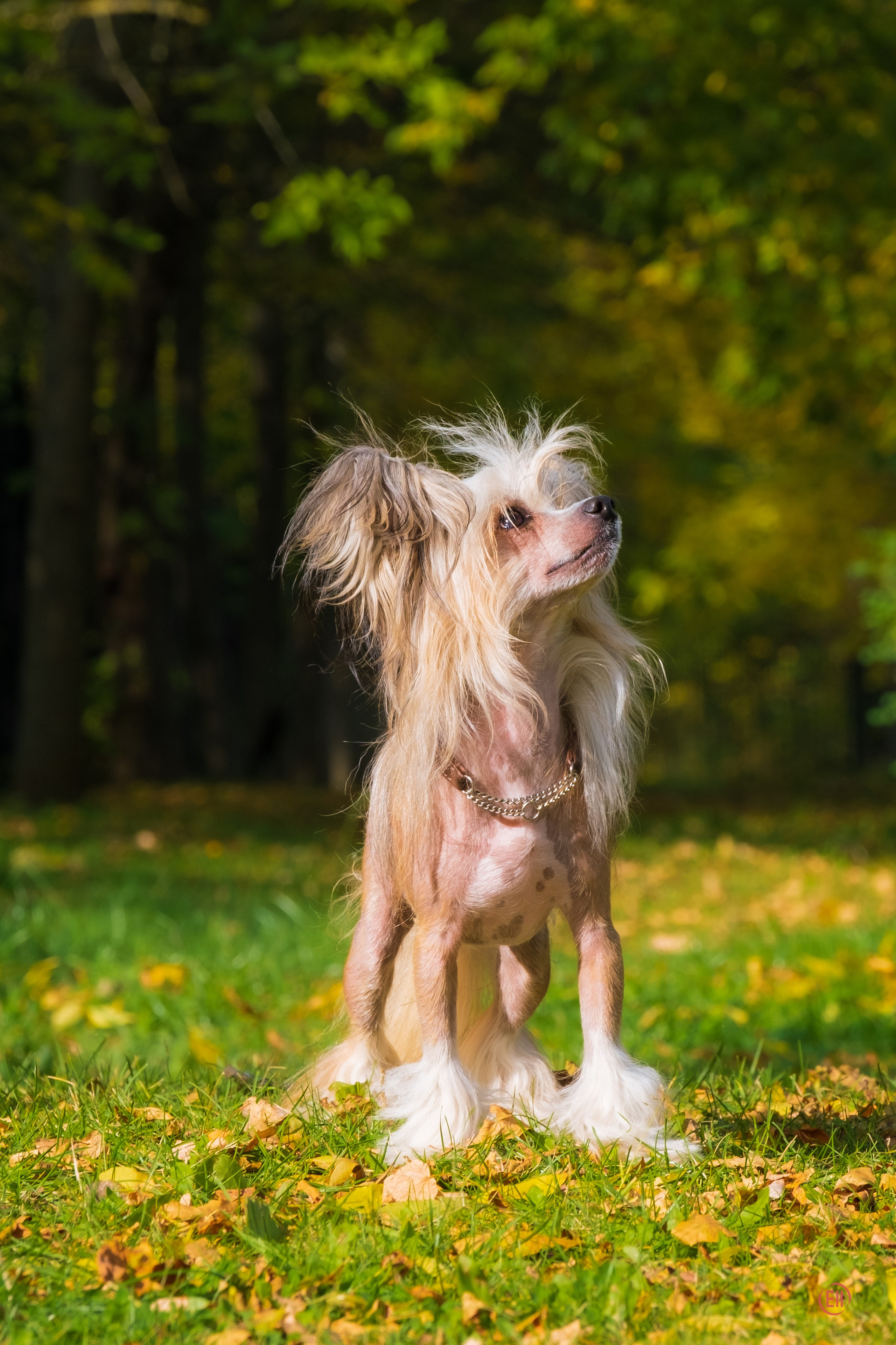 On a walk. Chinese Crested Dog Kennel Poale Ell