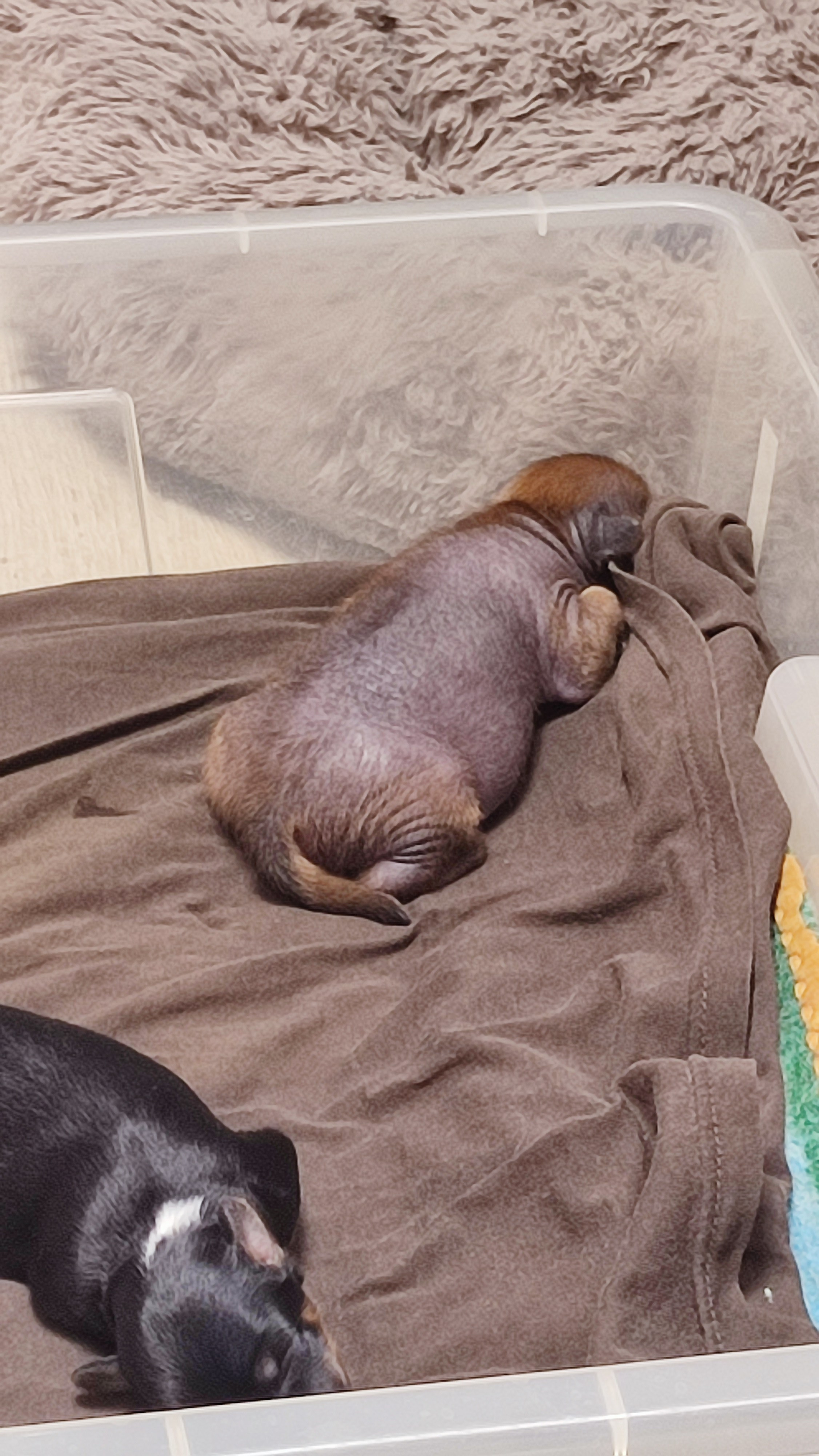 Poale Ell Gloria и Poale Ell Grace 6 дней