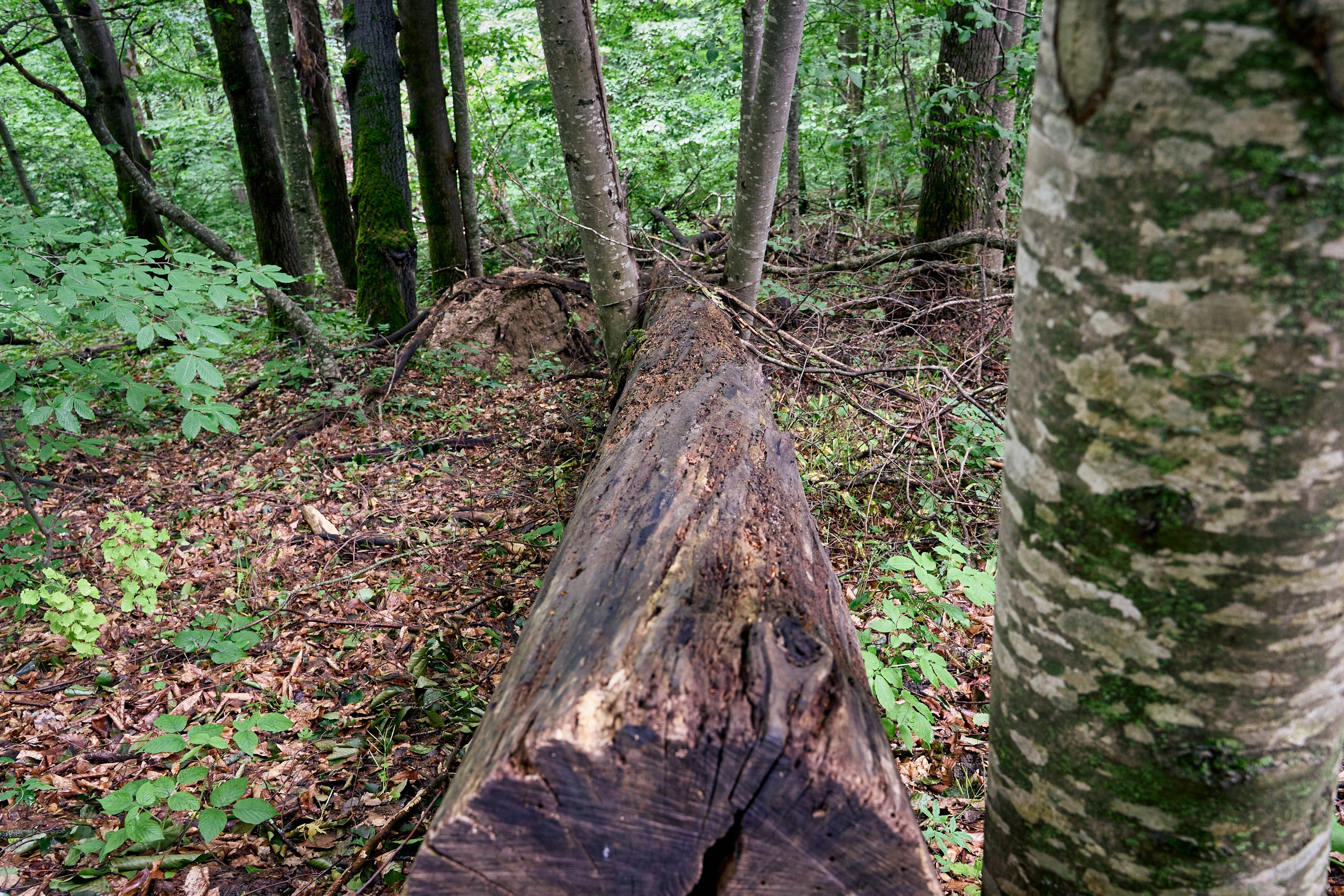 Монастырь. Петр Ступень. Свадебное, семейное фото и видео. Москва. Краснодар
