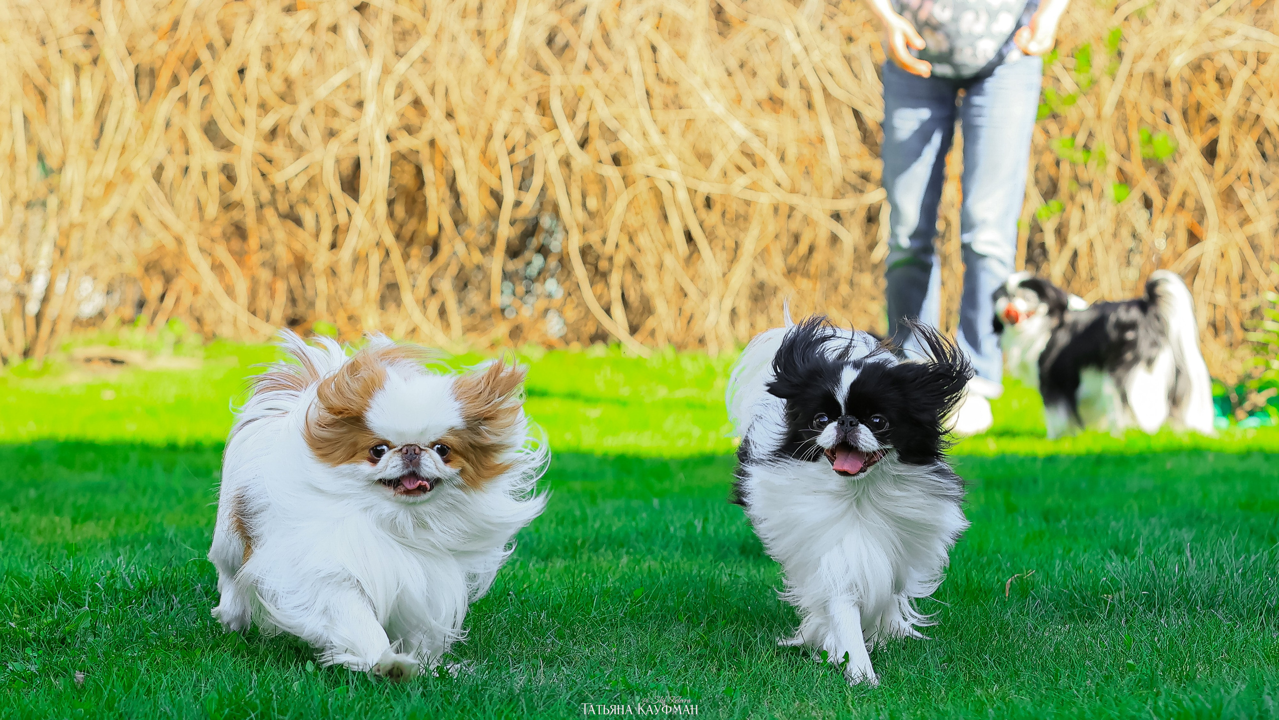 Японский хин, фотография японский хин, собака в цветах, красивая собака, фотограф анималист, фотокурс Анималистика, научиться фотографировать собак, фотограф Новосибирск