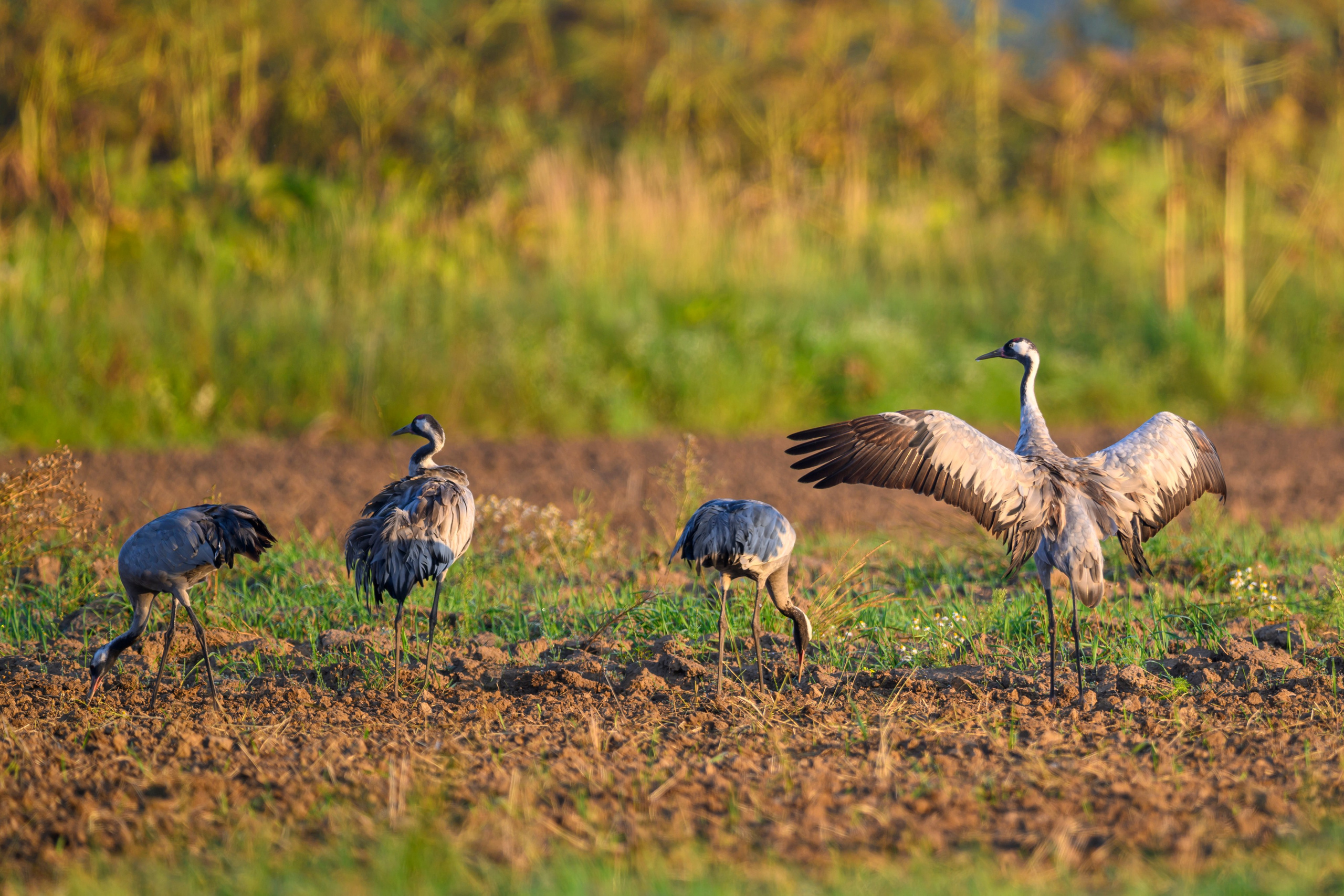 Стычка луня и осоеда, журавли. Wildlife photography by Sergey Puponin
