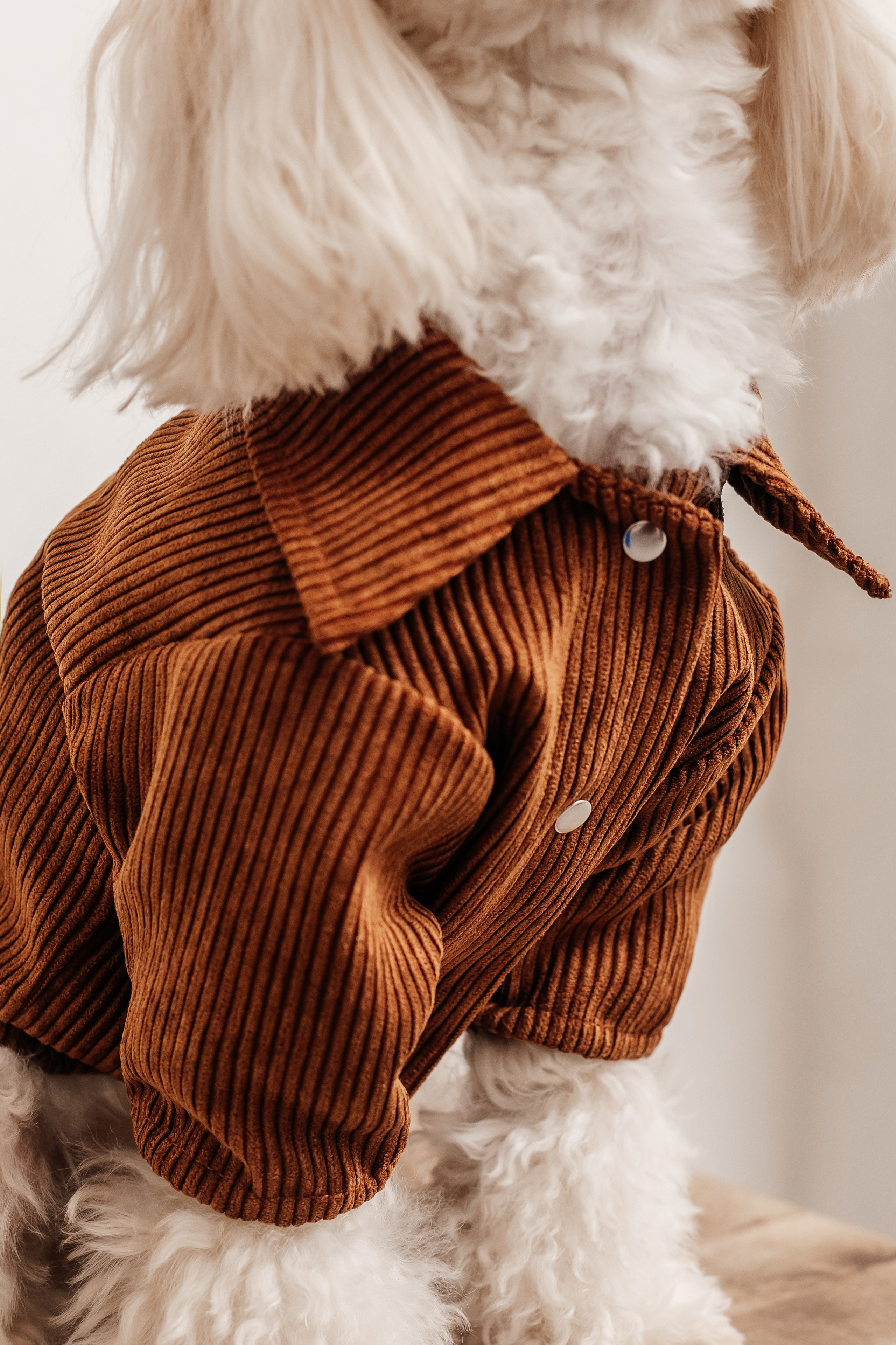 Портфолио animal. Фотограф — анималист Маргарита Хелбен Краснодар