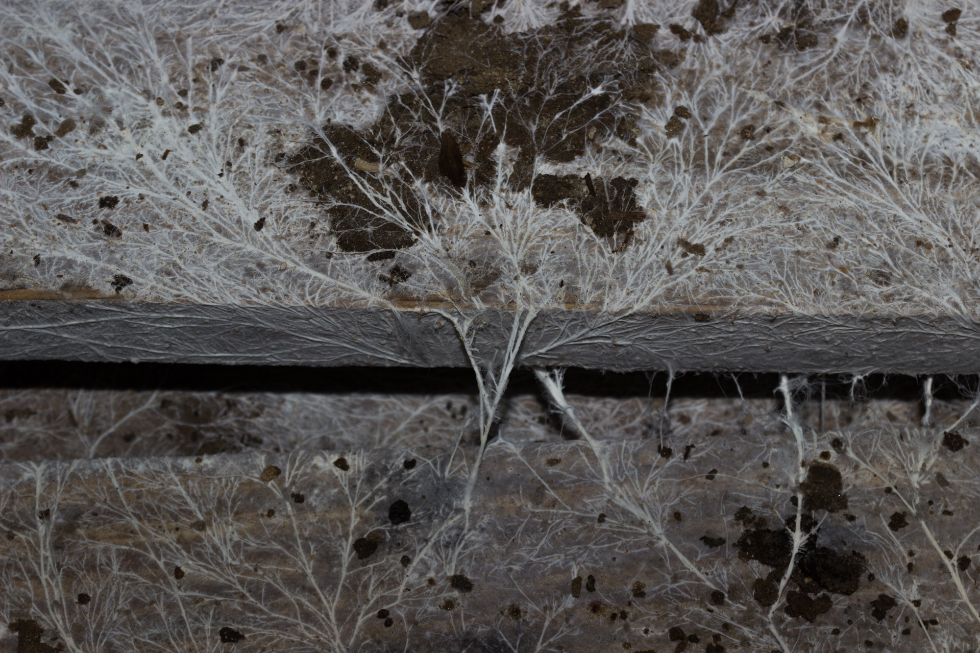 Стопроцентная влажность способствует росту плесени в каменоломнях.