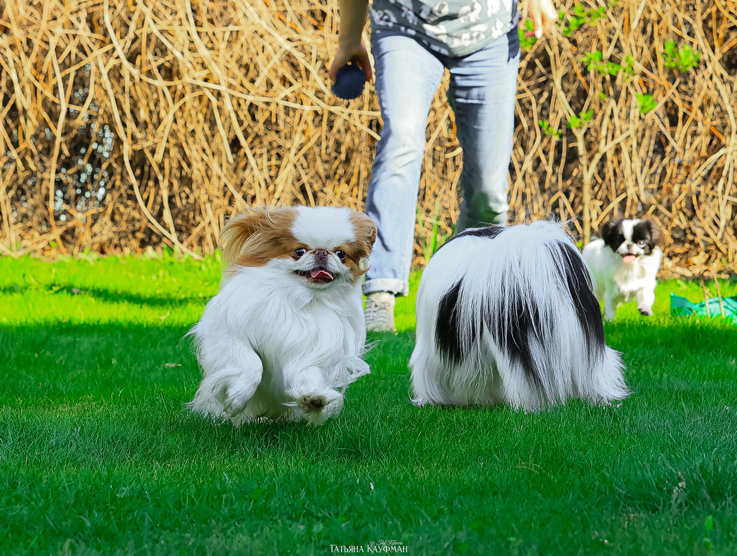 Японский хин, фотография японский хин, собака в цветах, красивая собака, фотограф анималист, фотокурс Анималистика, научиться фотографировать собак, фотограф Новосибирск