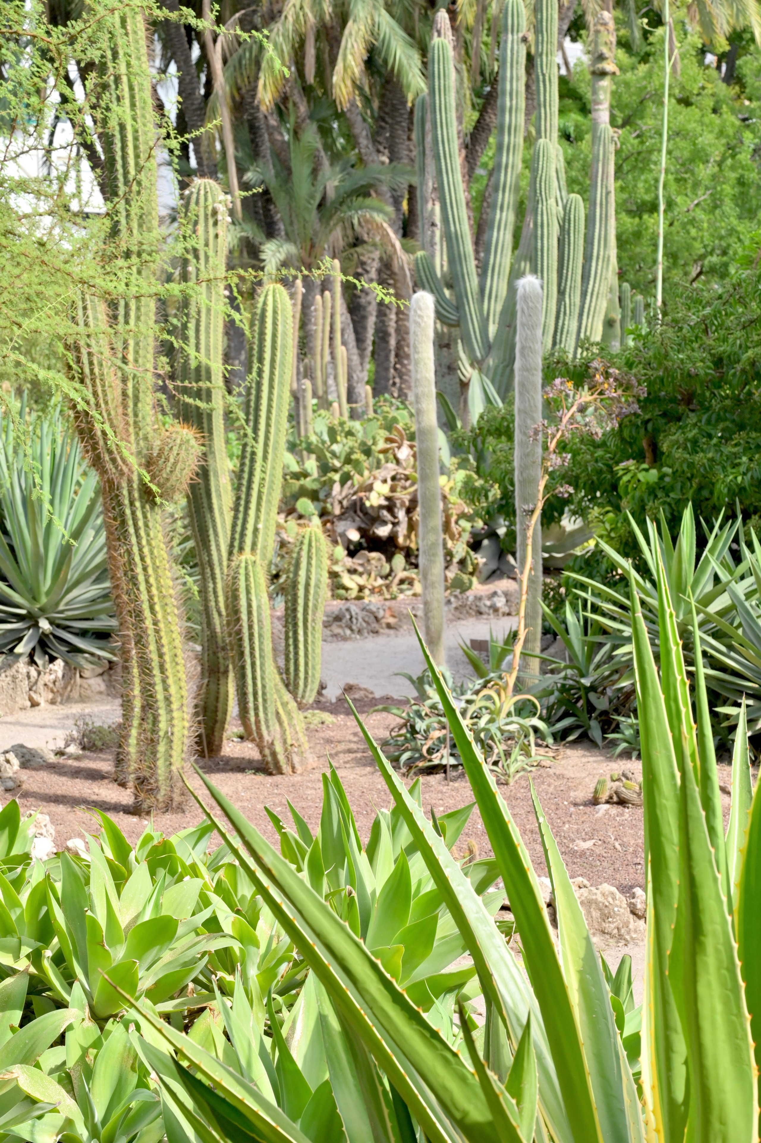Ботанический сад в Валенсии — старейший в Европе. Гид и фотограф в Валенсии Новиков Михаил