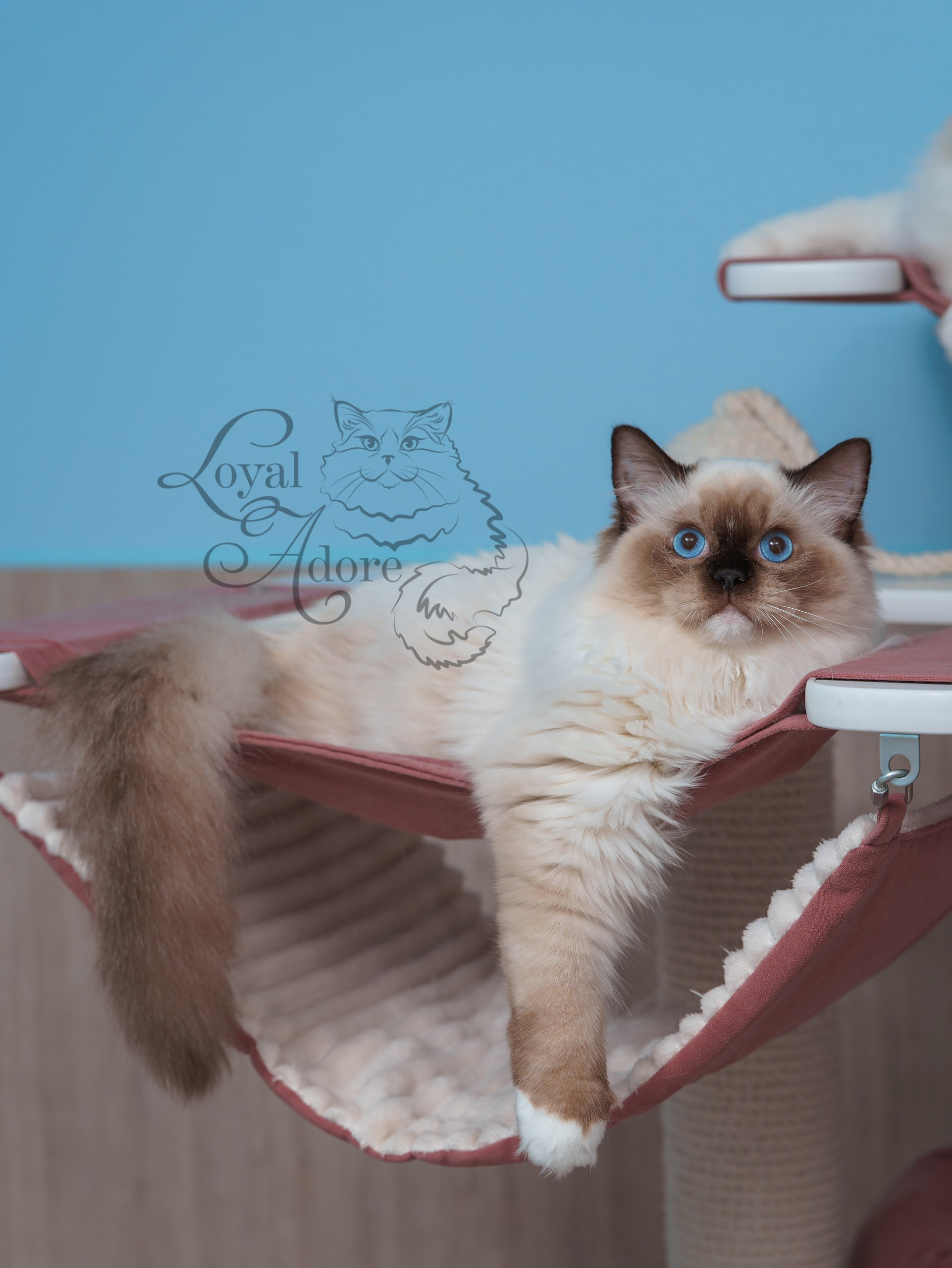 Все свободные котята. Питомник рэгдолл Loyal Adore
