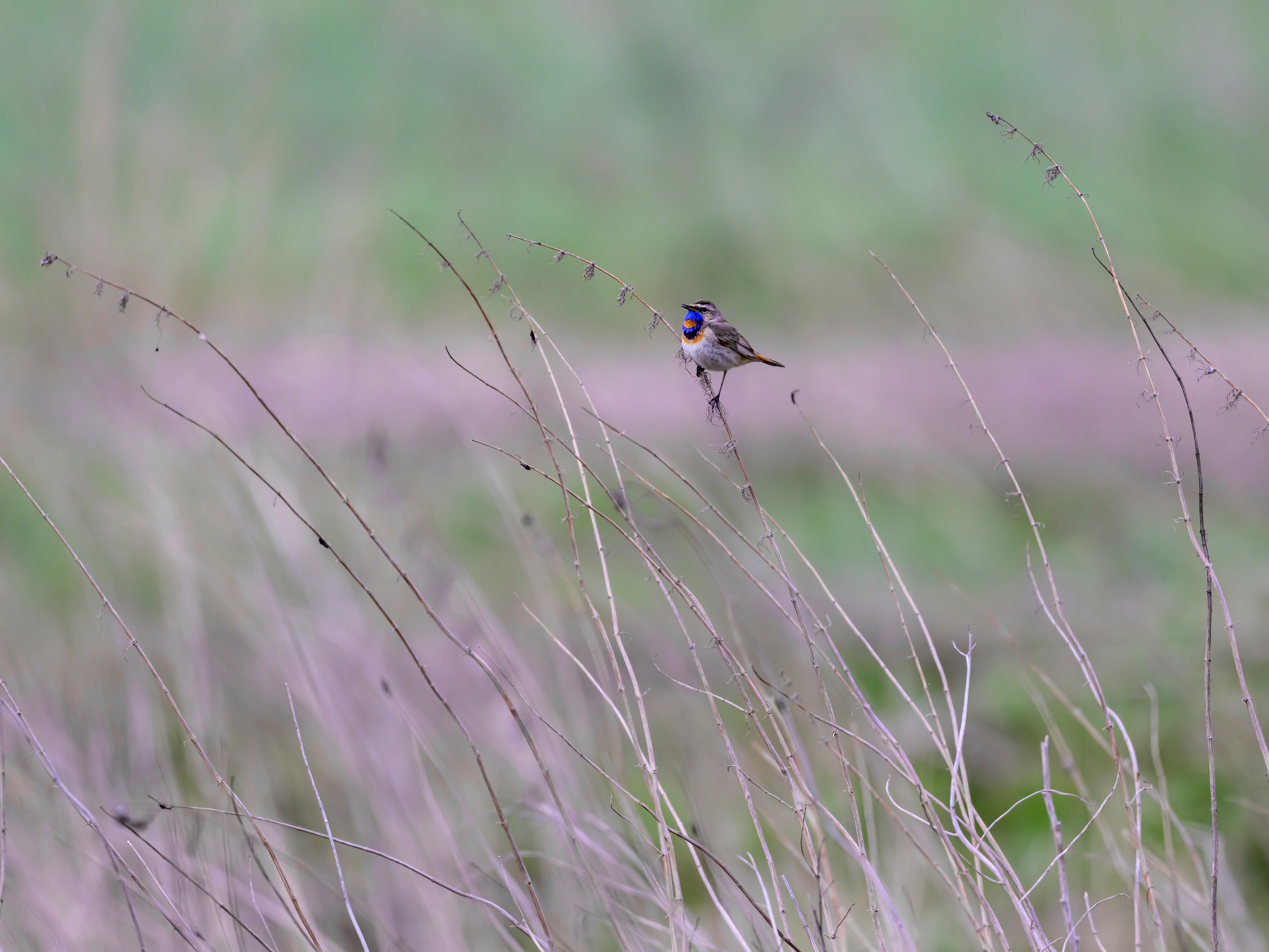 Охота совы и другая живность. Фотограф Сергей Пупонин
