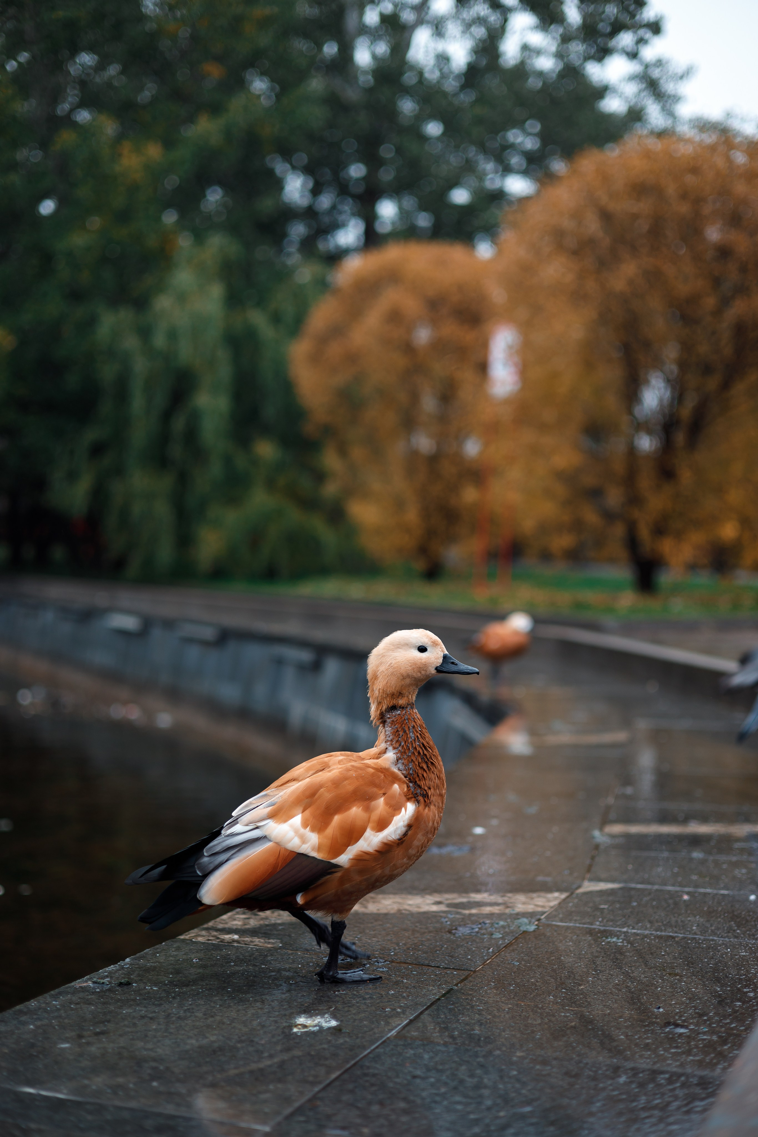 Осенняя меланхолия с элементами радости. Репортажный и портретный фотограф в Москве Саханцева Анна