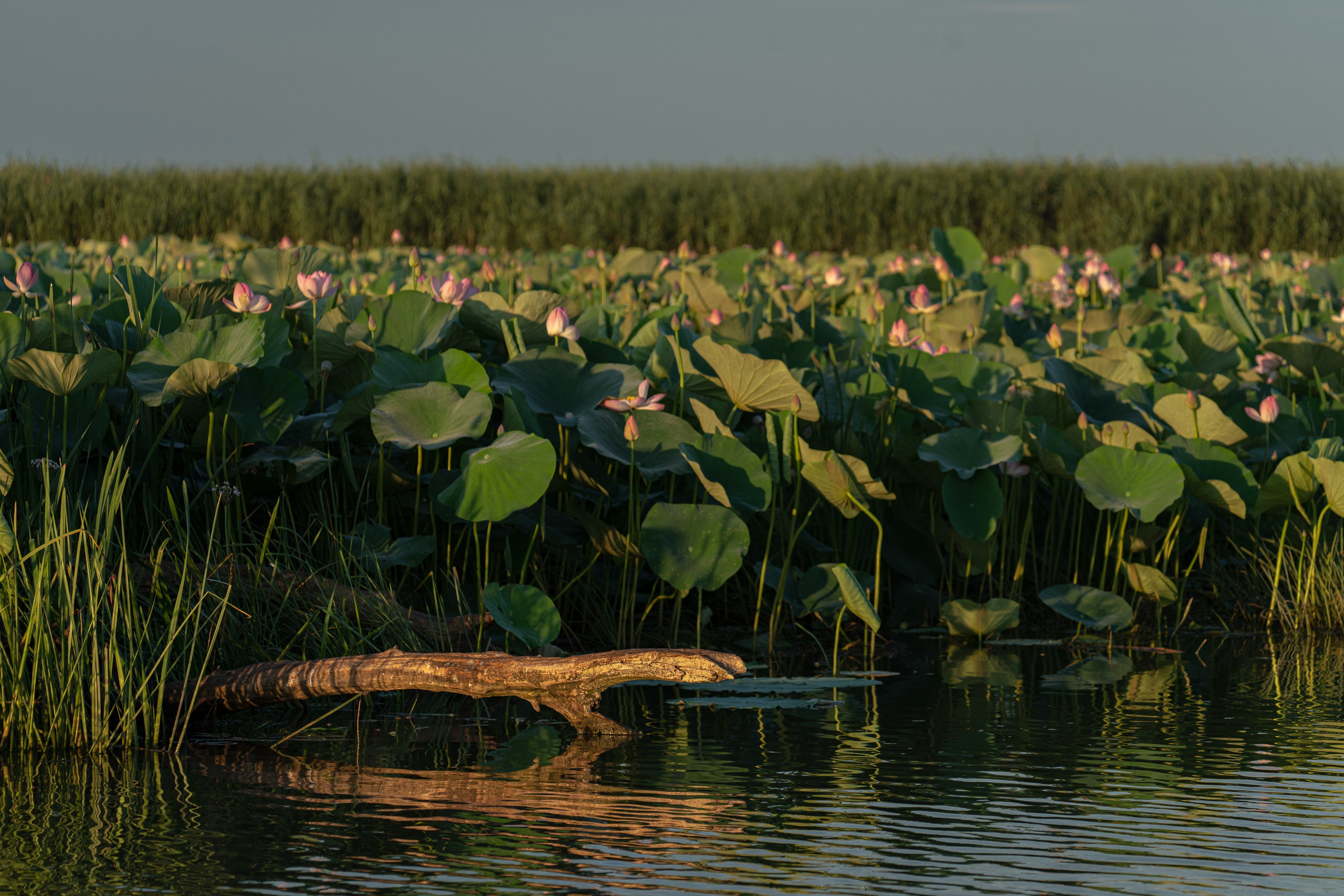 Барханы и лотосы. Июль–Август