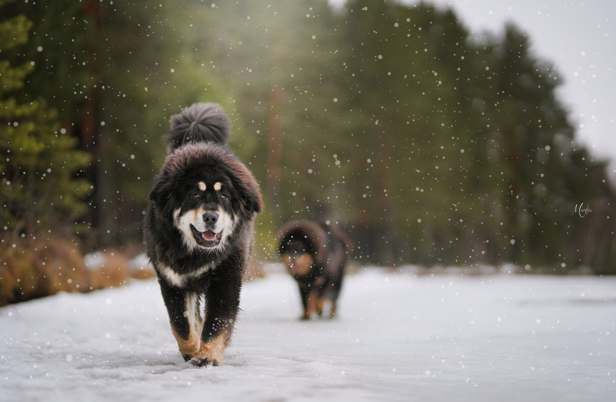 Фотограф-анималист в Санкт-Петербурге Яна Мартынова