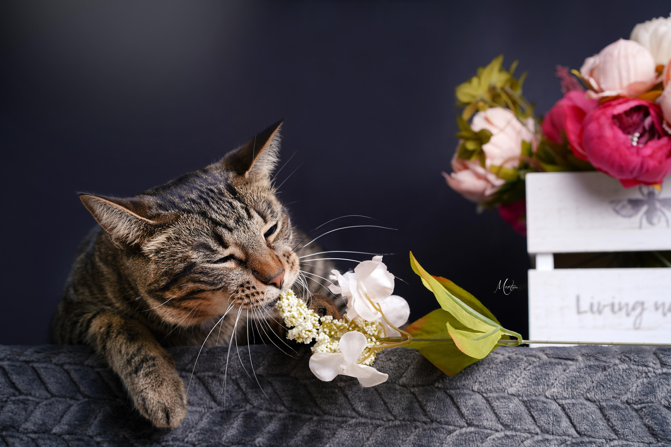 Фотограф-анималист в Санкт-Петербурге Яна Мартынова