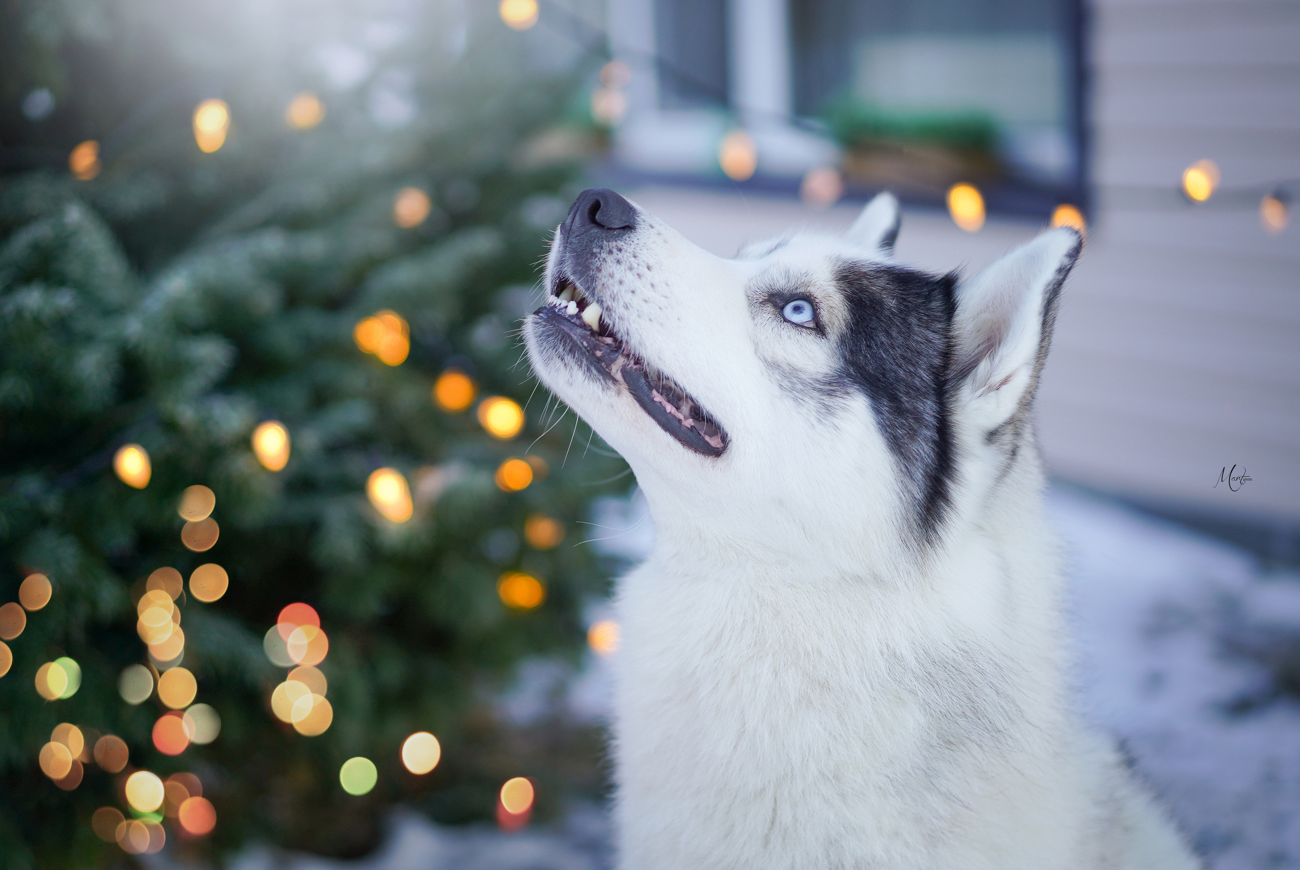 Фотограф-анималист в Санкт-Петербурге Яна Мартынова