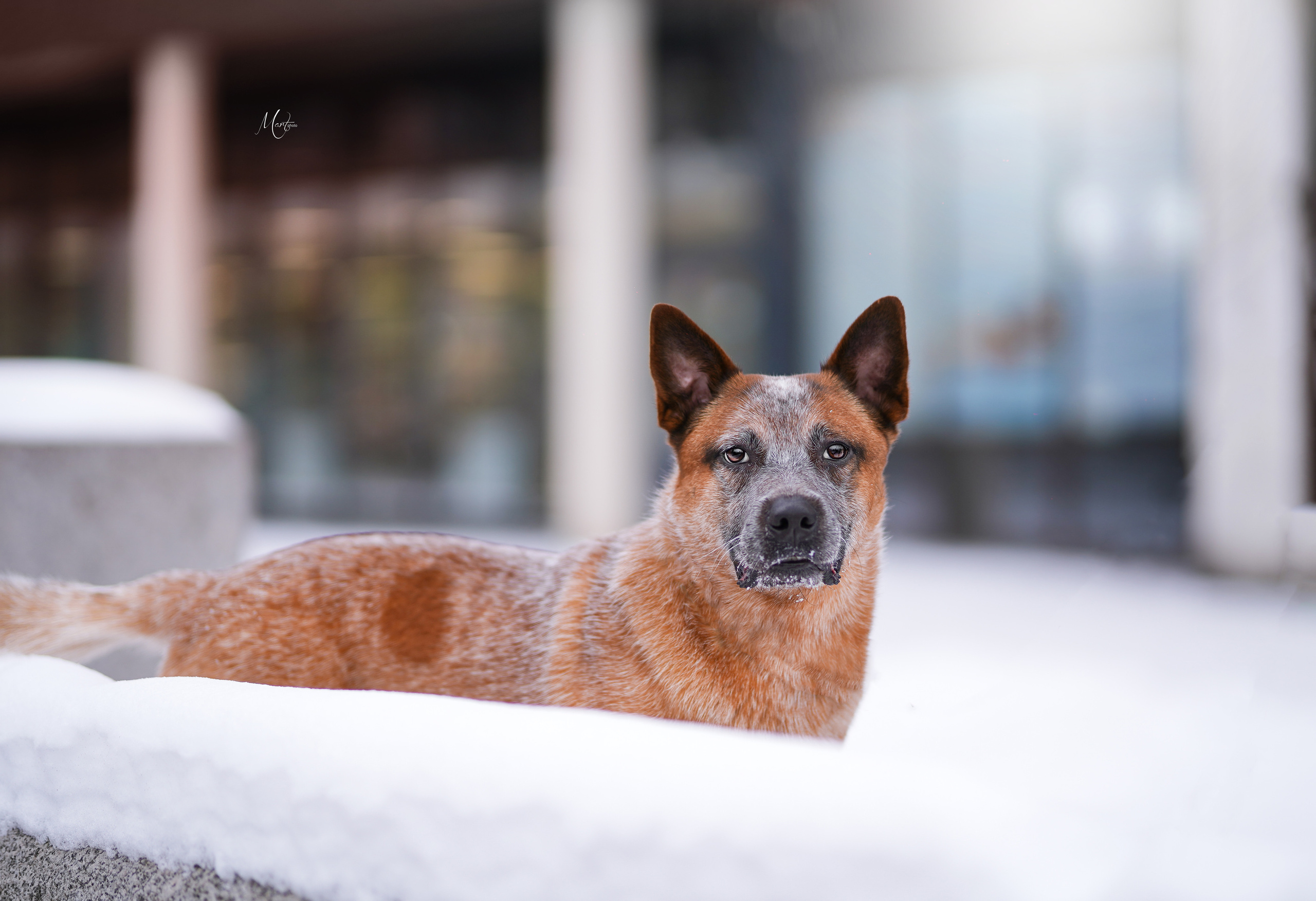 Фотограф-анималист в Санкт-Петербурге Яна Мартынова