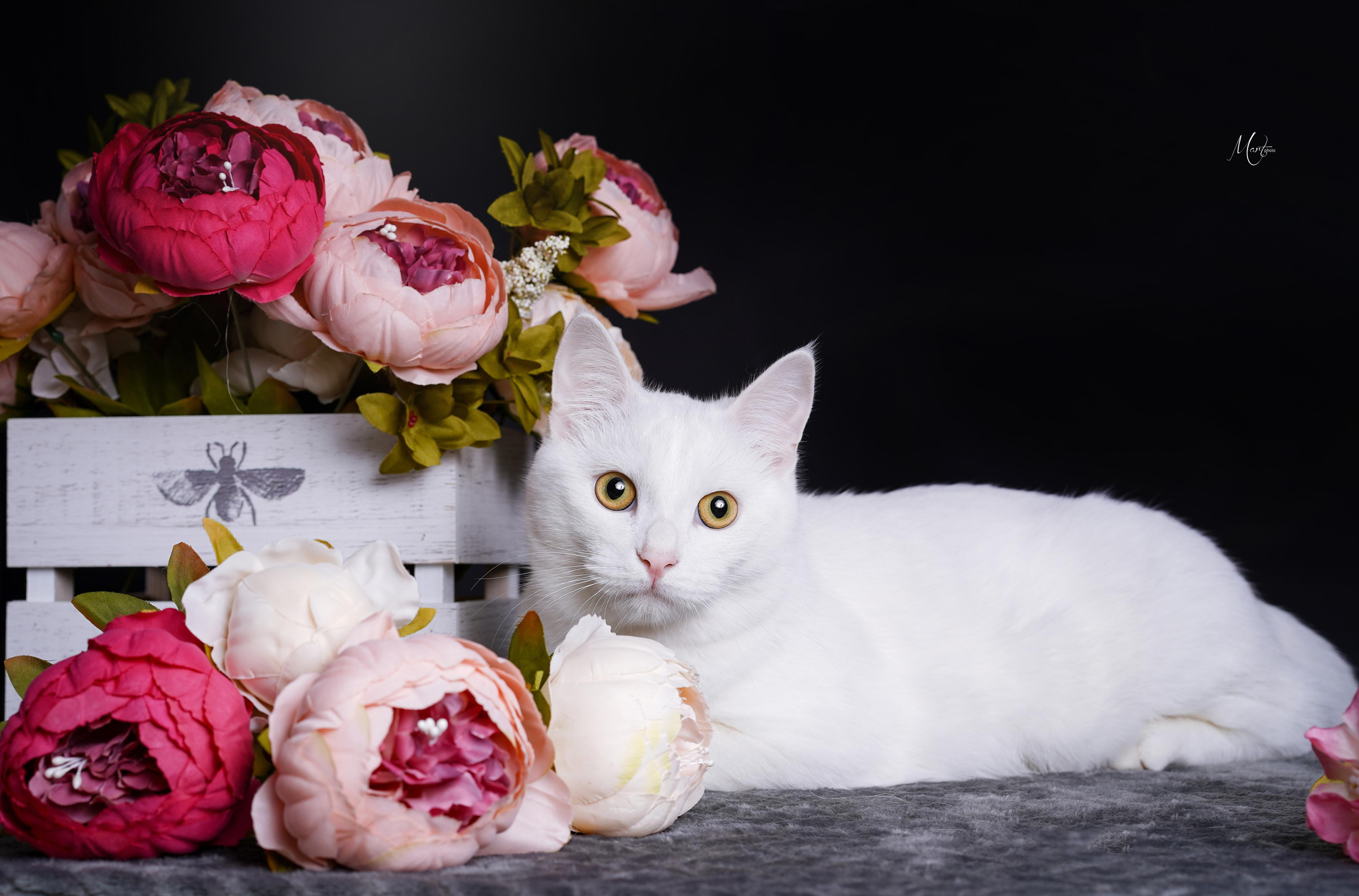 Фотограф-анималист в Санкт-Петербурге Яна Мартынова