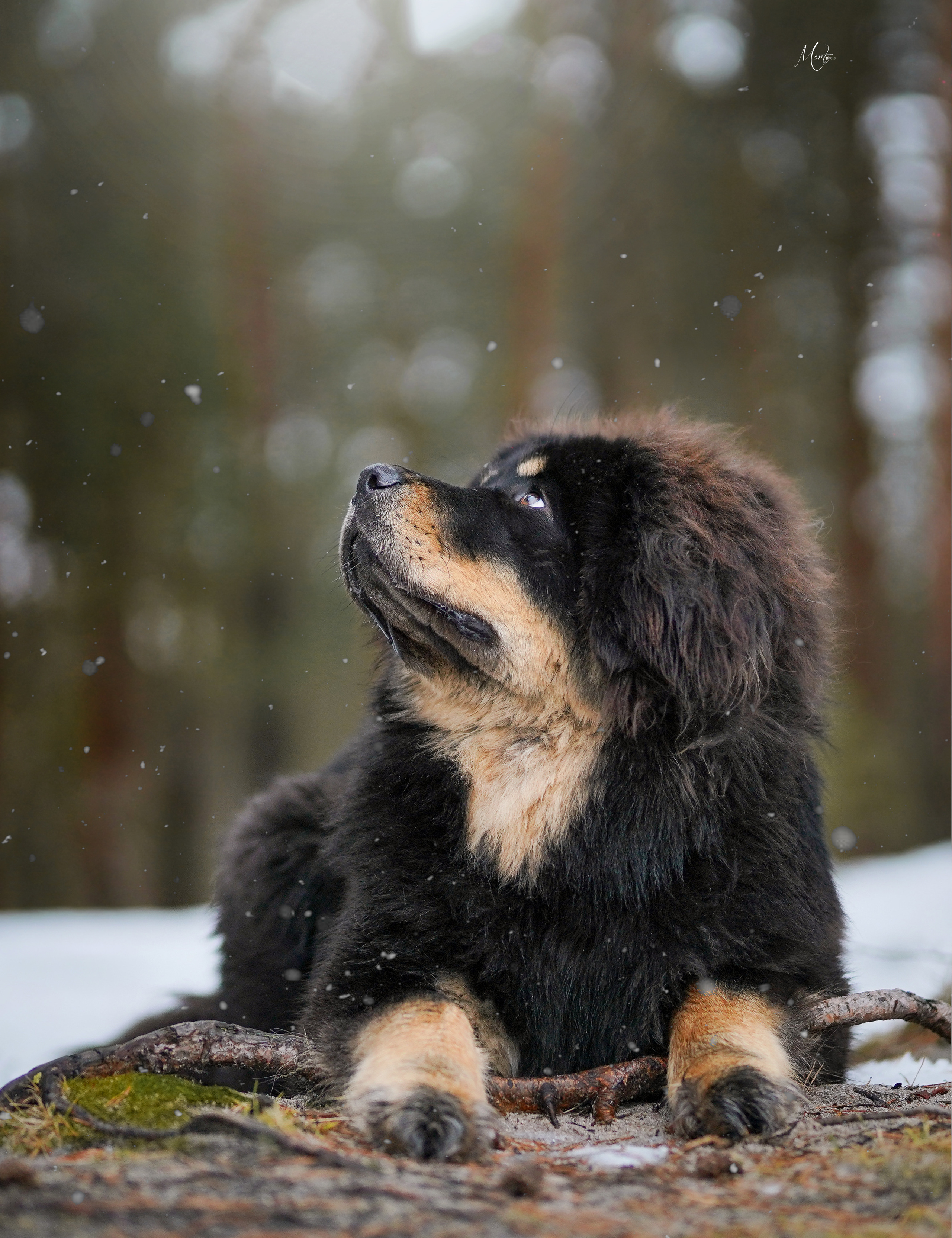 Фотограф-анималист в Санкт-Петербурге Яна Мартынова