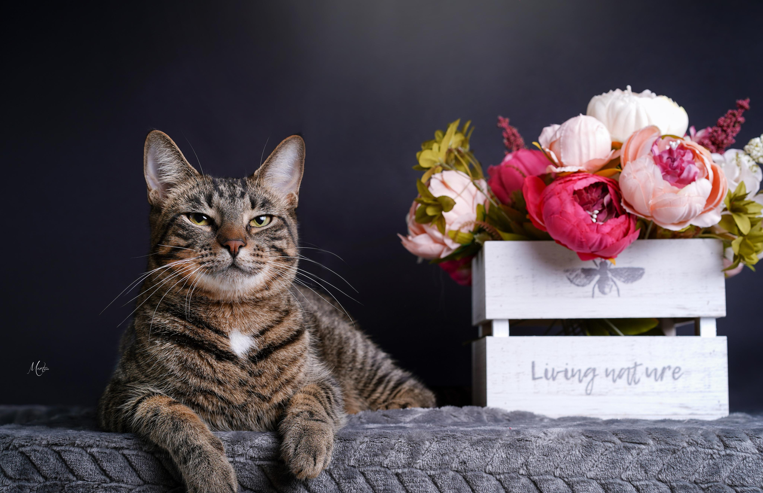 Фотограф-анималист в Санкт-Петербурге Яна Мартынова