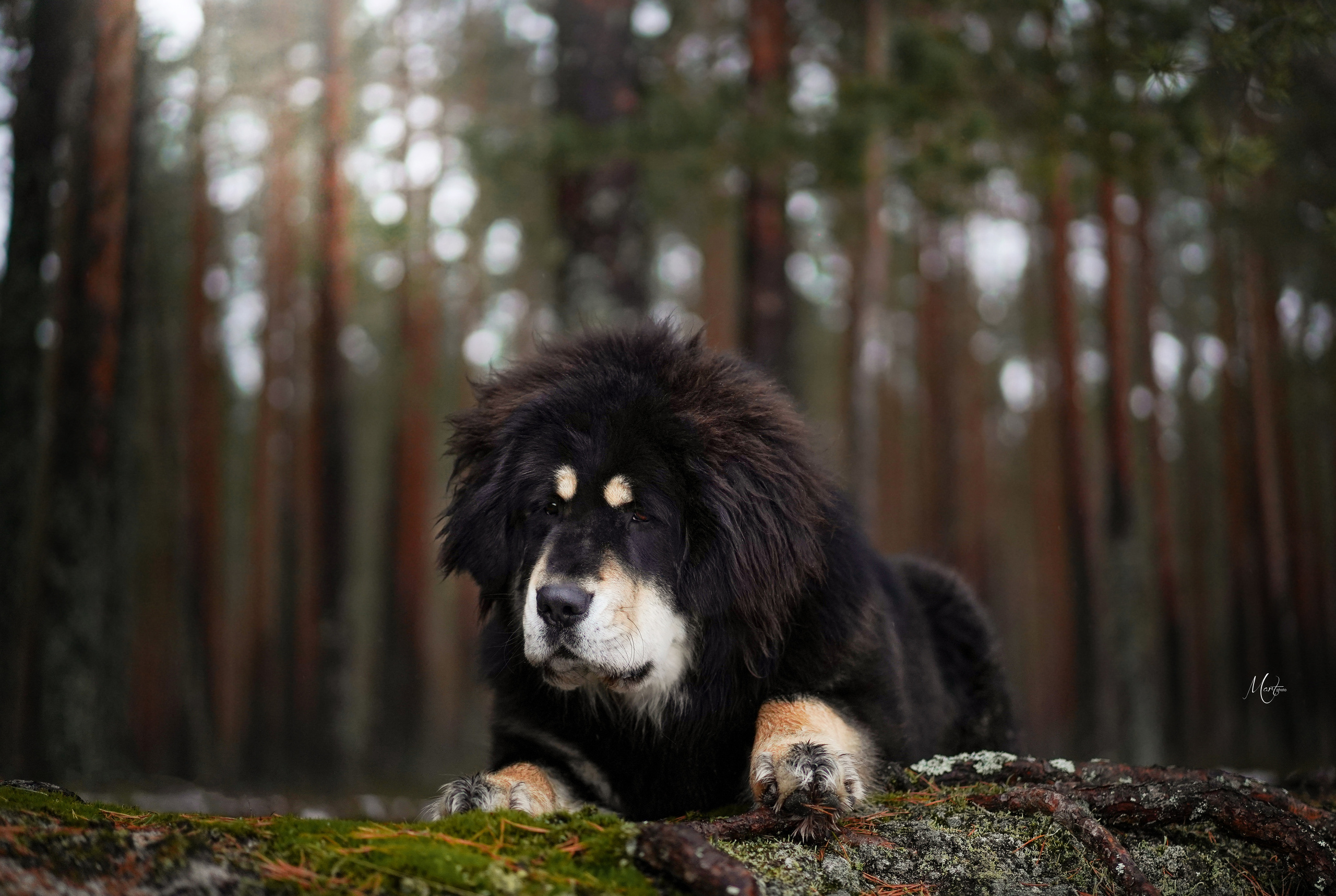 Фотограф-анималист в Санкт-Петербурге Яна Мартынова