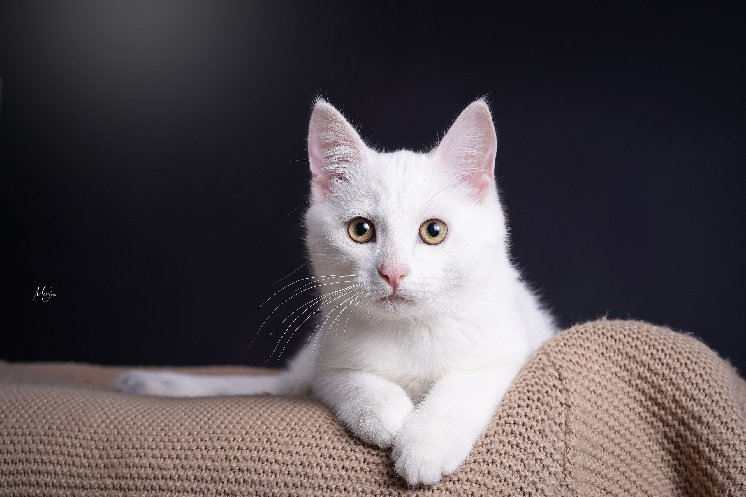 Фотограф-анималист в Санкт-Петербурге Яна Мартынова