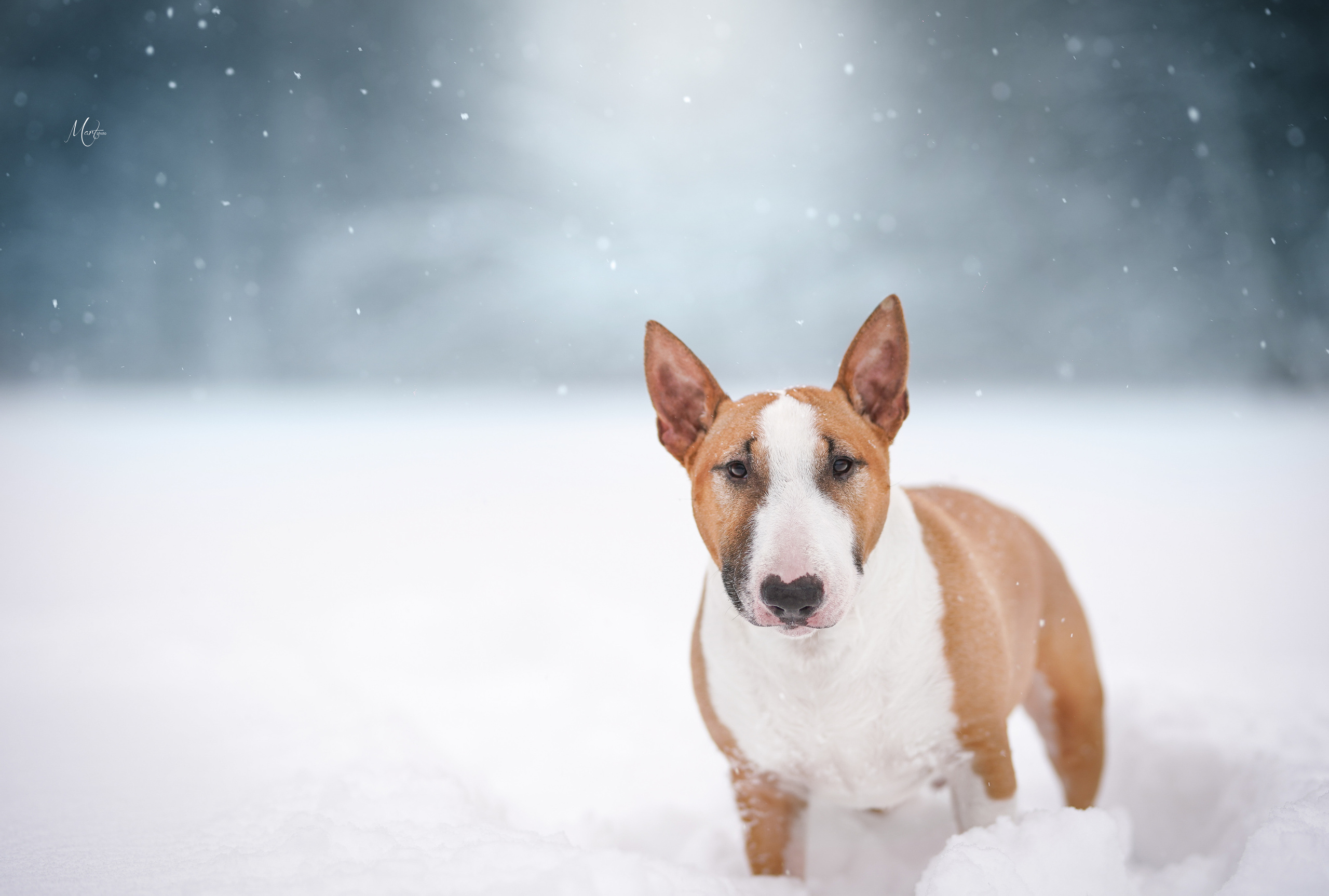 Фотограф-анималист в Санкт-Петербурге Яна Мартынова