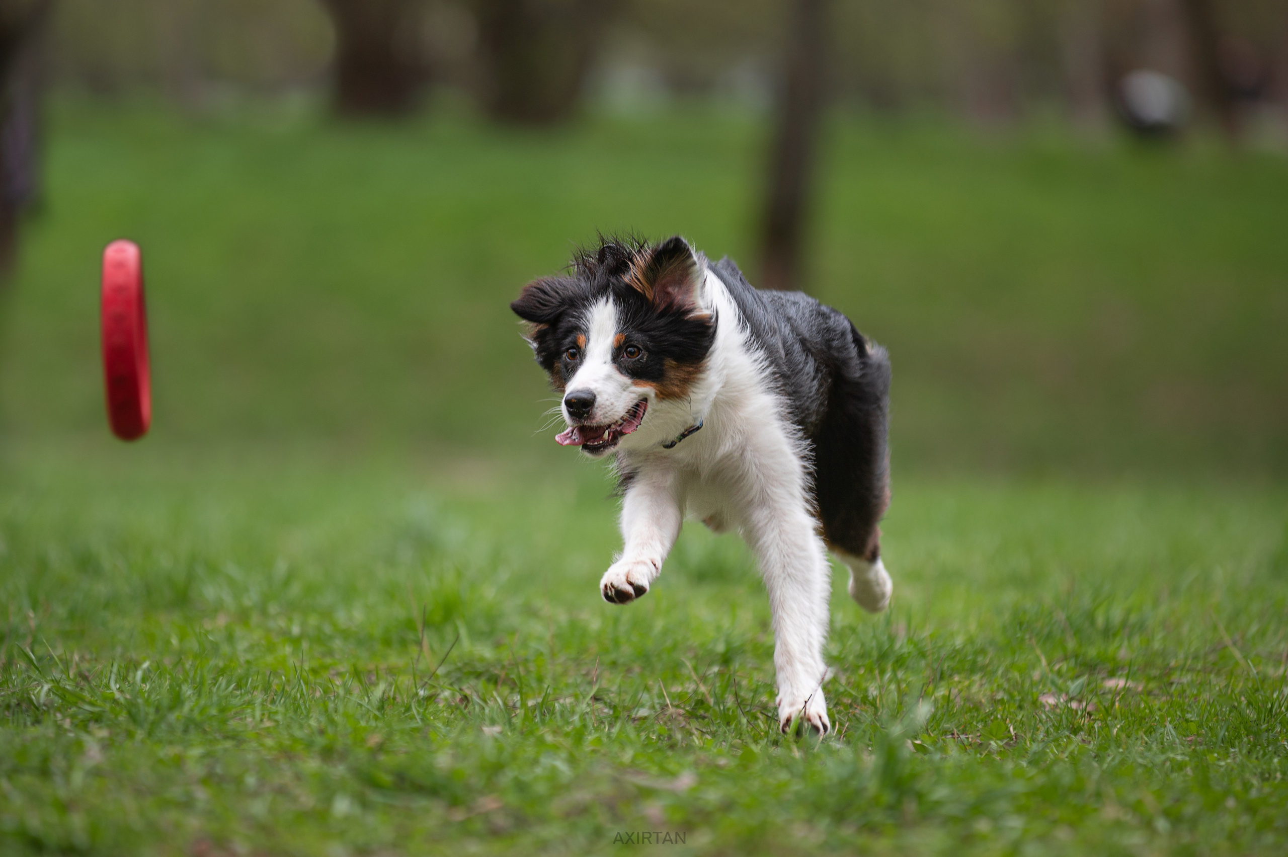 Ива. BLGKV питомник собак