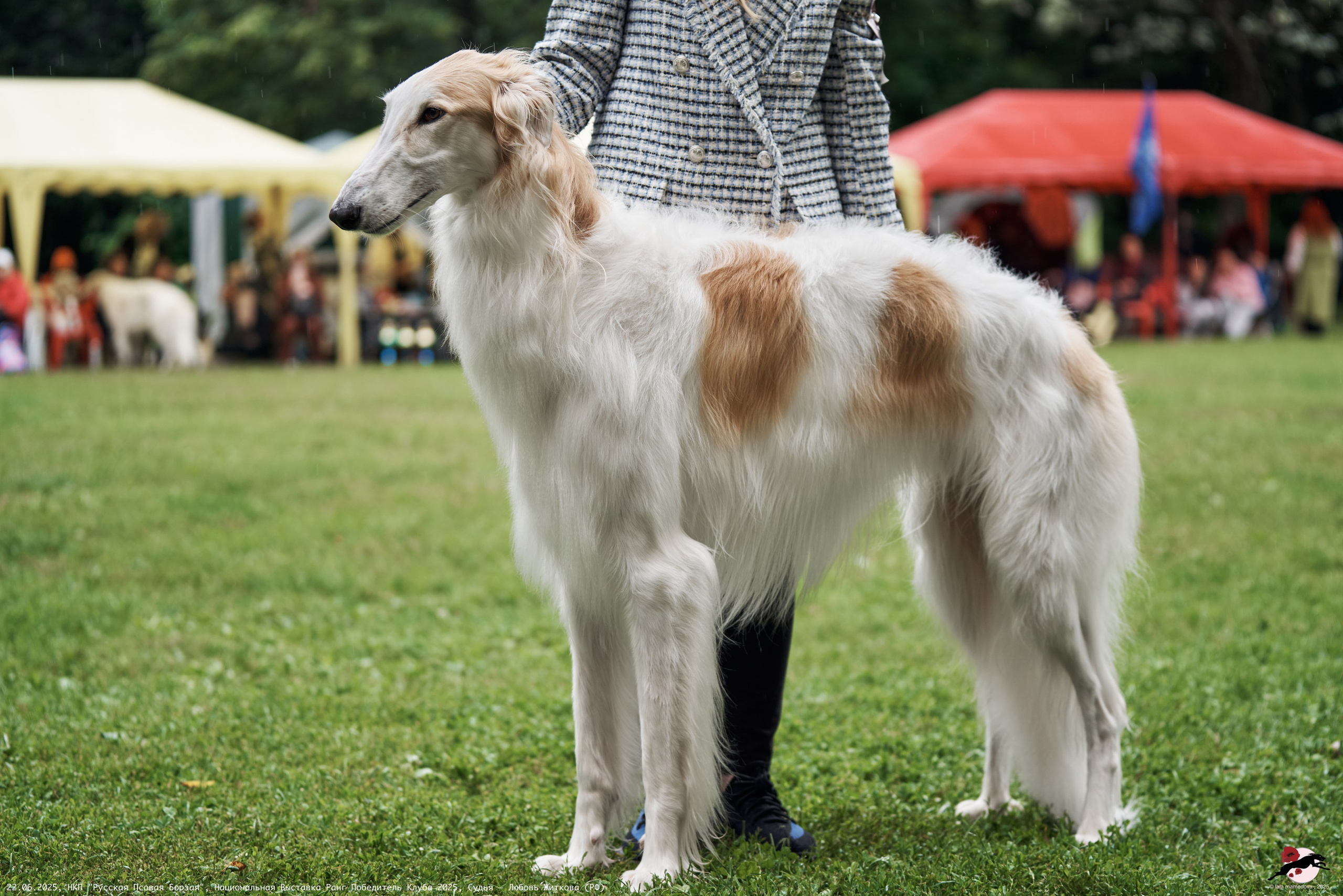 22.06.2025 | Национальная Выставка НКП "Русская Псовая Борзая"
