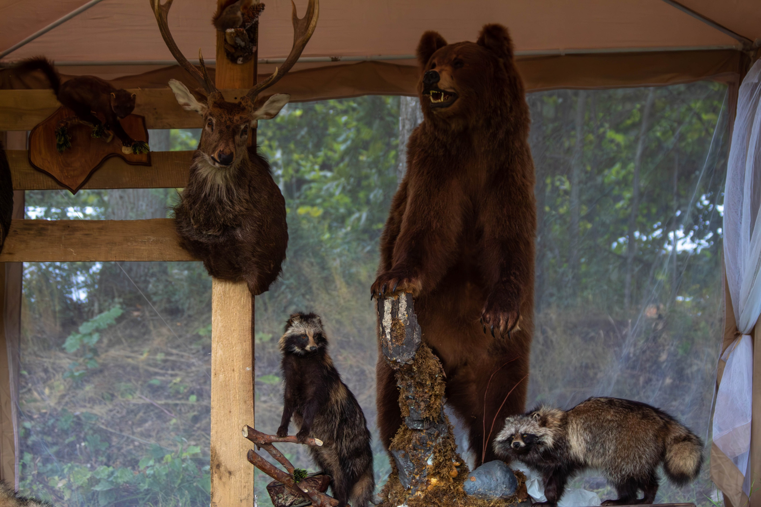 Охота как искусство Ясная поляна. Фотограф анималист — Тула, Москва
