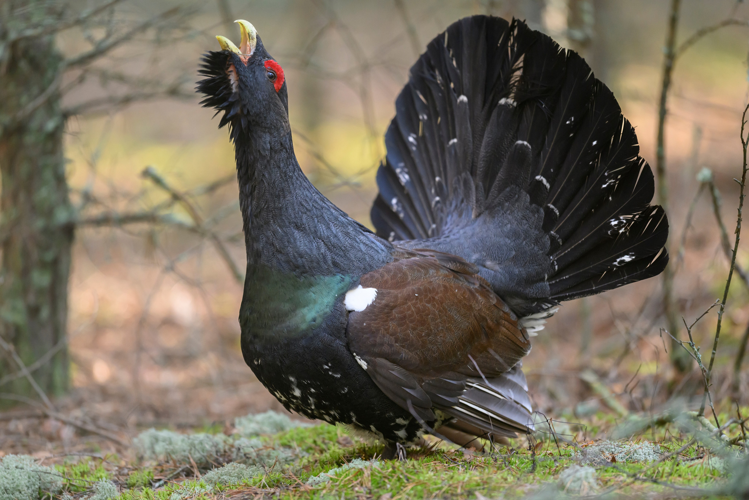 Глухарь / Wood grouse. Фотограф Сергей Пупонин