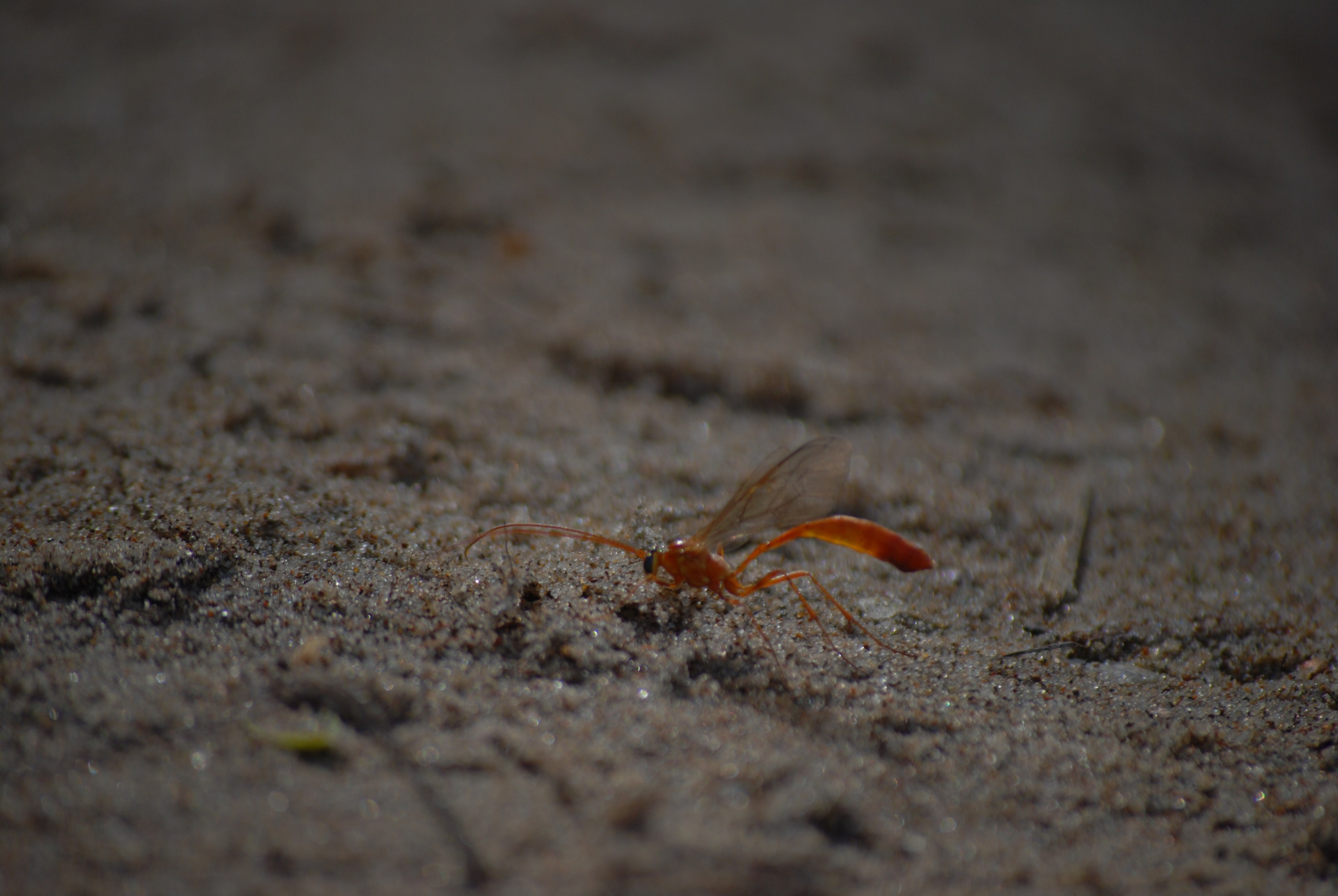 Первенство по сёрфингу, 1 июня. Фотокрыжовник. Снимаем, дружим, путешествуем