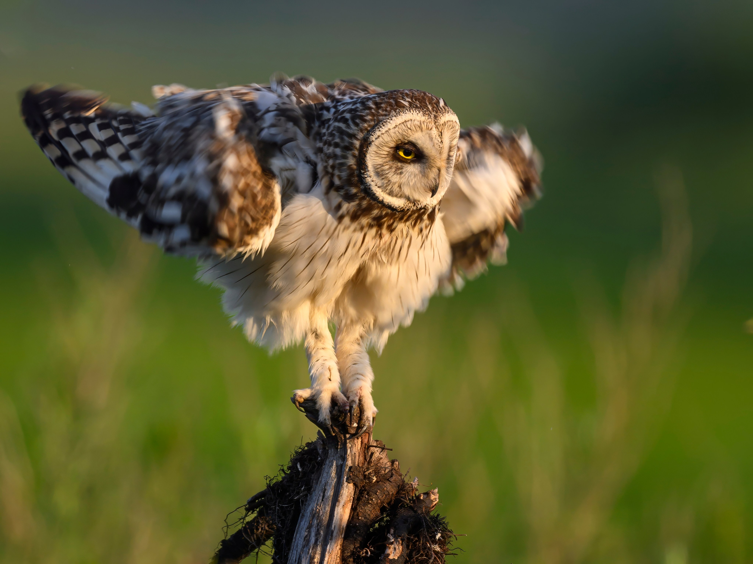 Совы и кулики. Фотограф Сергей Пупонин