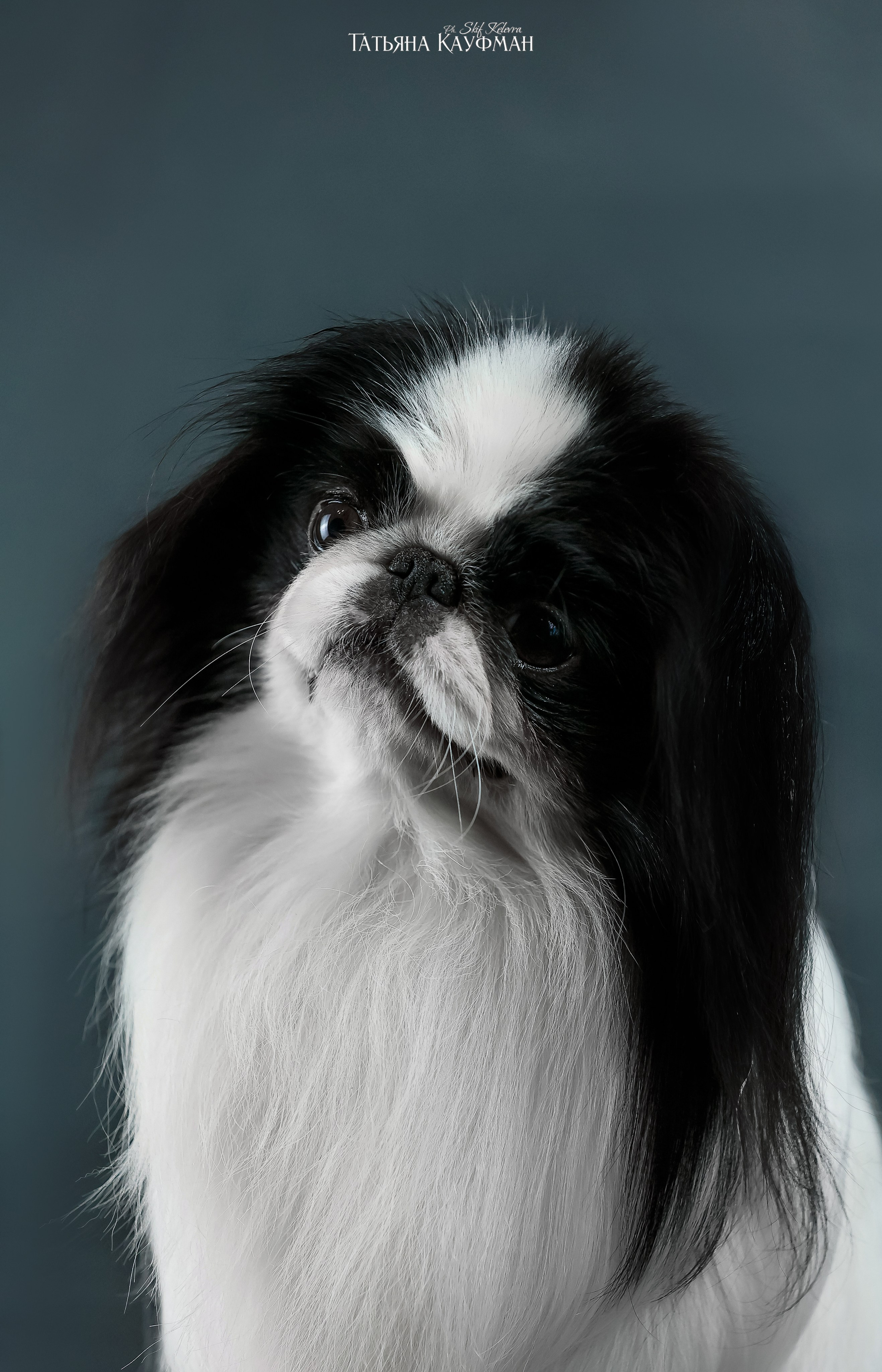 Японский хин, фотография японский хин, собака в цветах, красивая собака, фотограф анималист, фотокурс Анималистика, научиться фотографировать собак, фотограф Новосибирск, фотостудия Скифки, студийная фотография