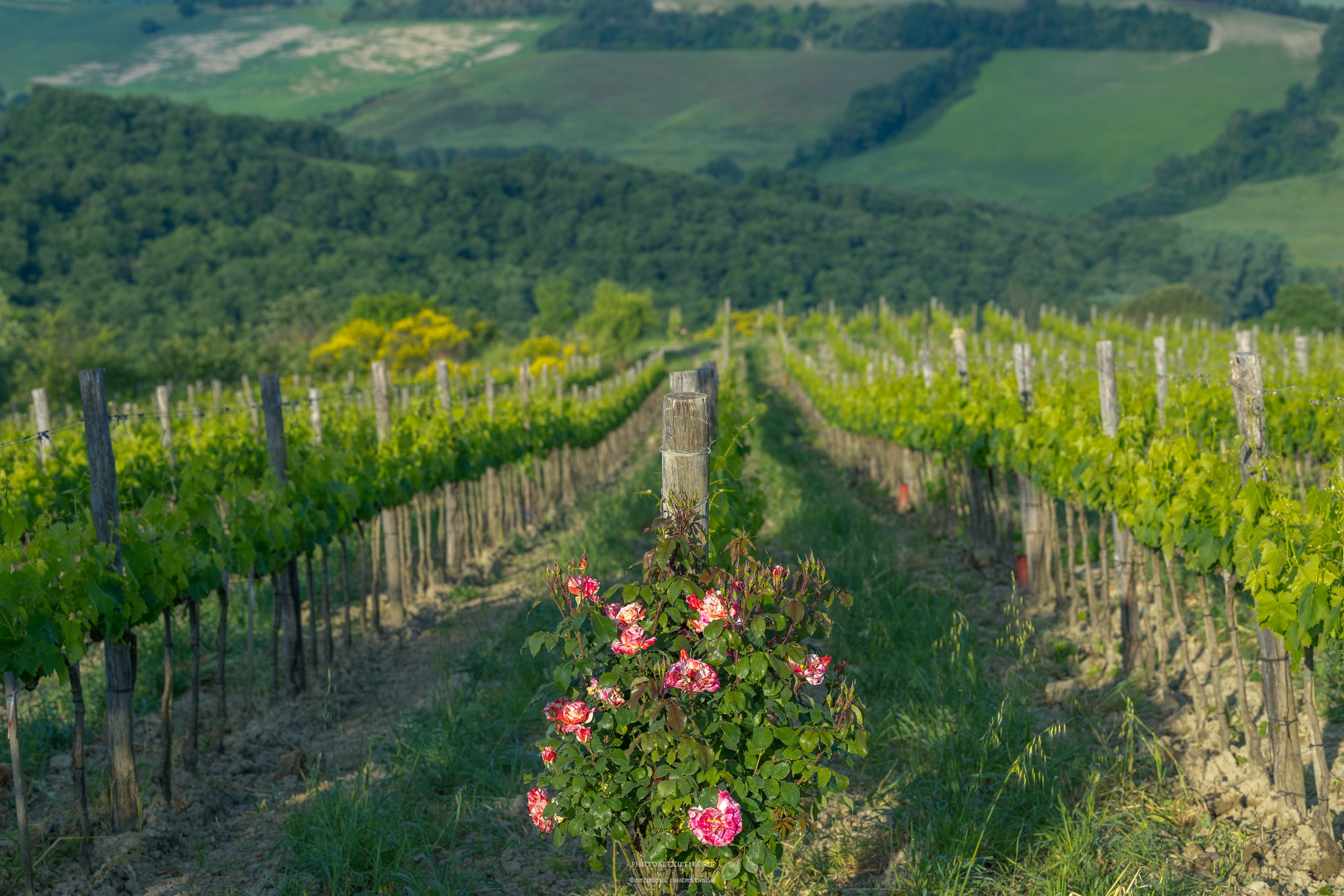 Долина Крете Сенези (Crete Senesi). Авторские стильные фотокартины