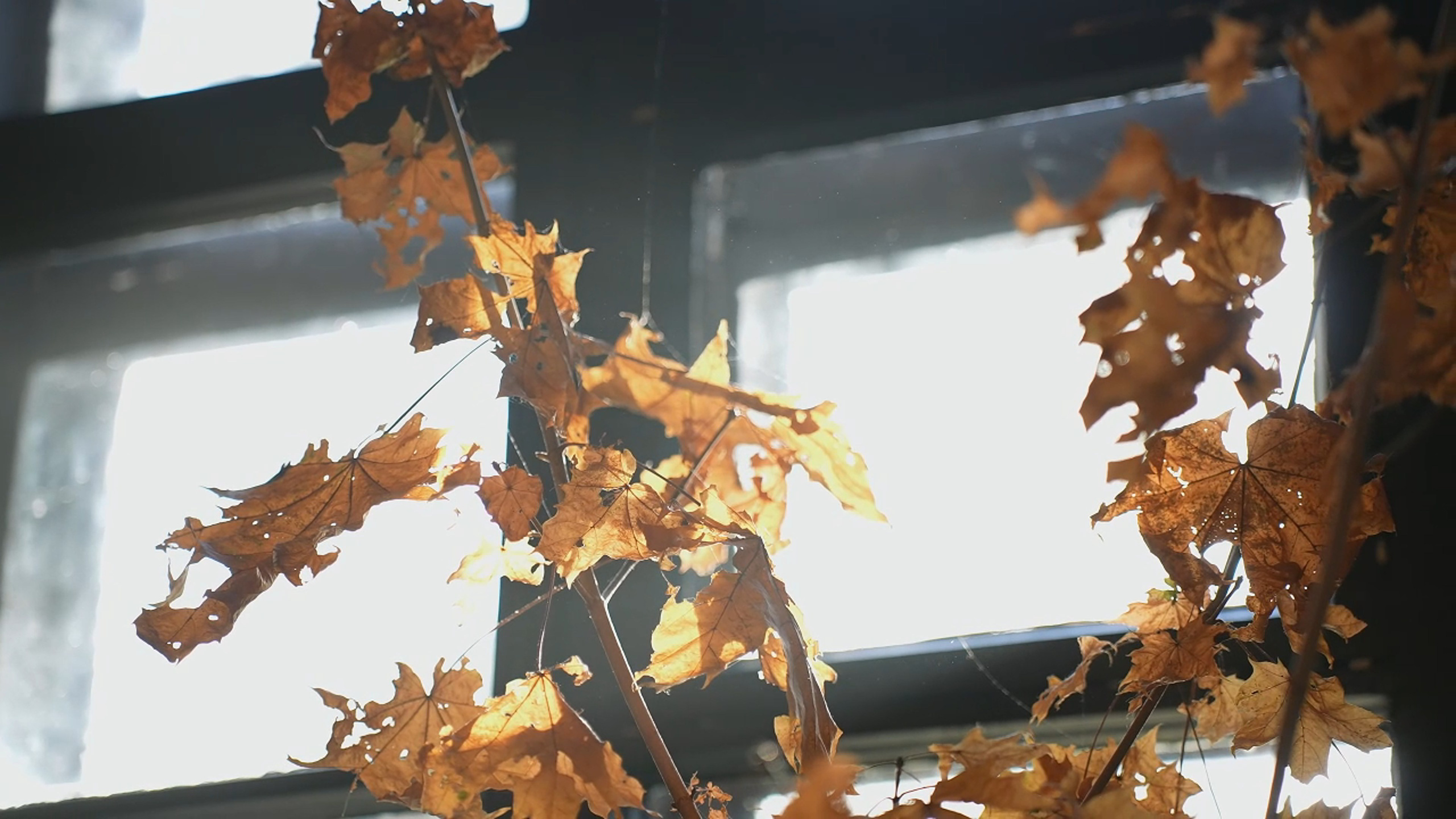 «Гея: Мать Земли» 🎬. Видеограф / Фотограф  — Яна Спащанская