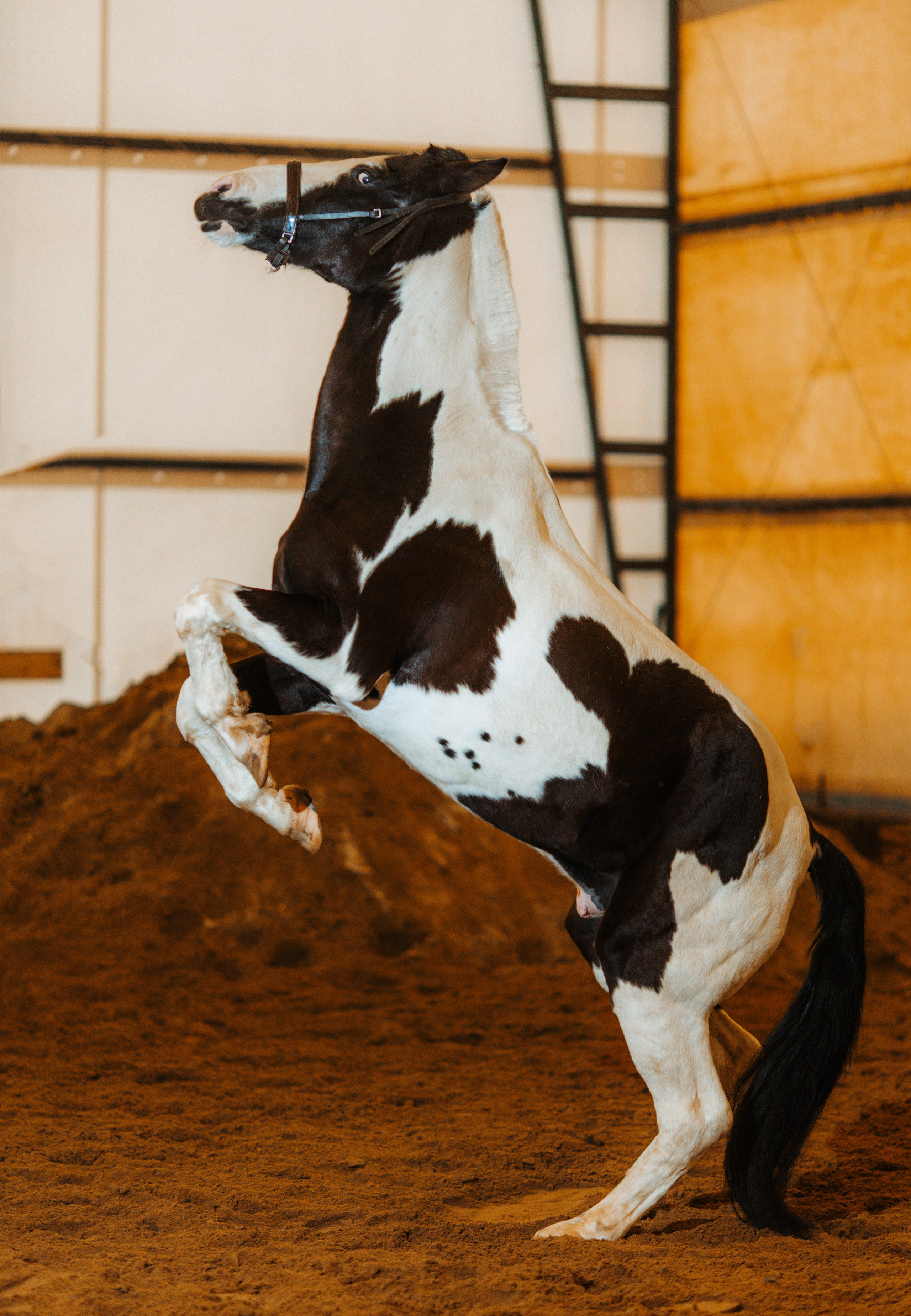 Вей. Фотограф Варвара Ермоленко
