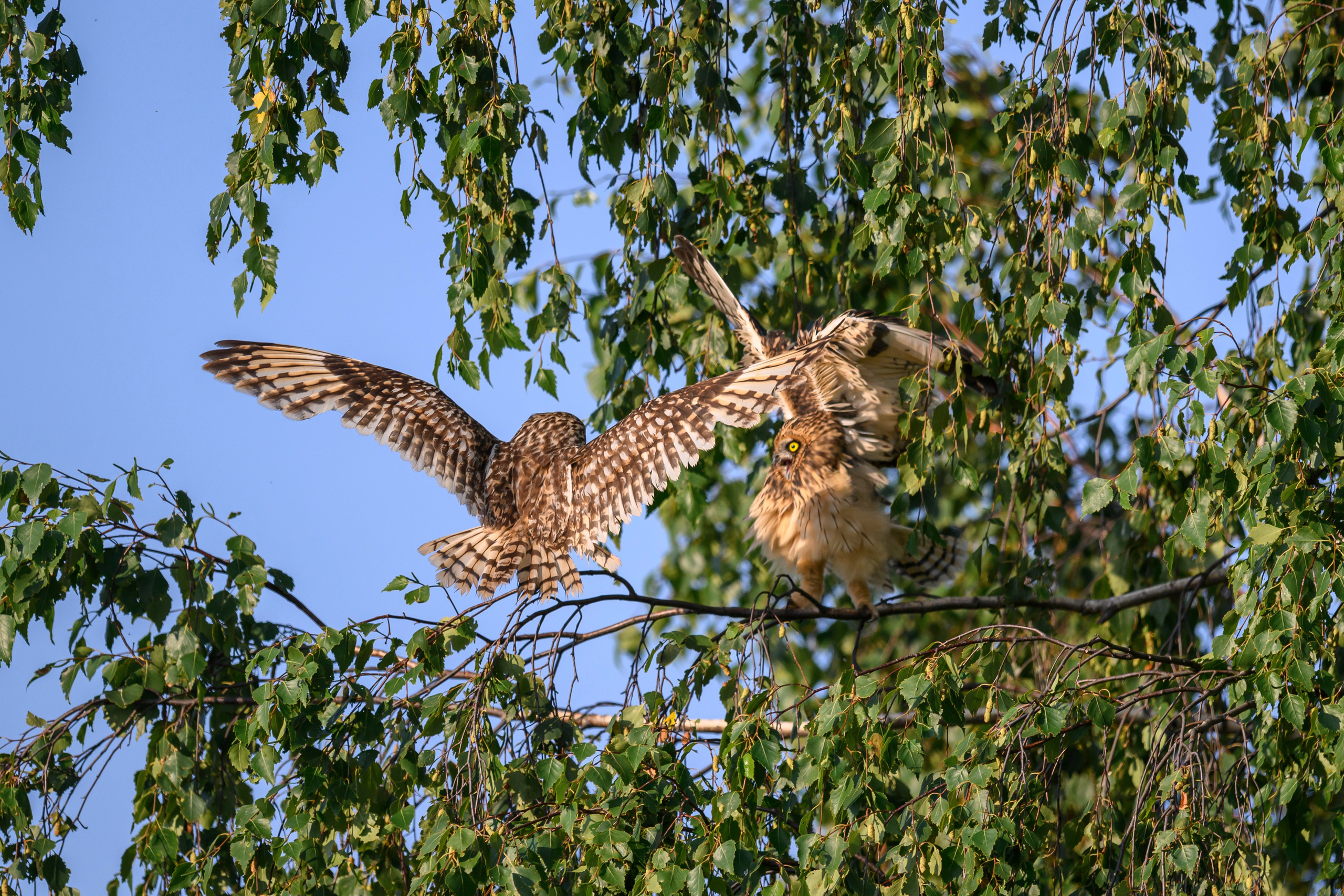 Совята завтракают. The owlets are having breakfast. Wildlife photography by Sergey Puponin