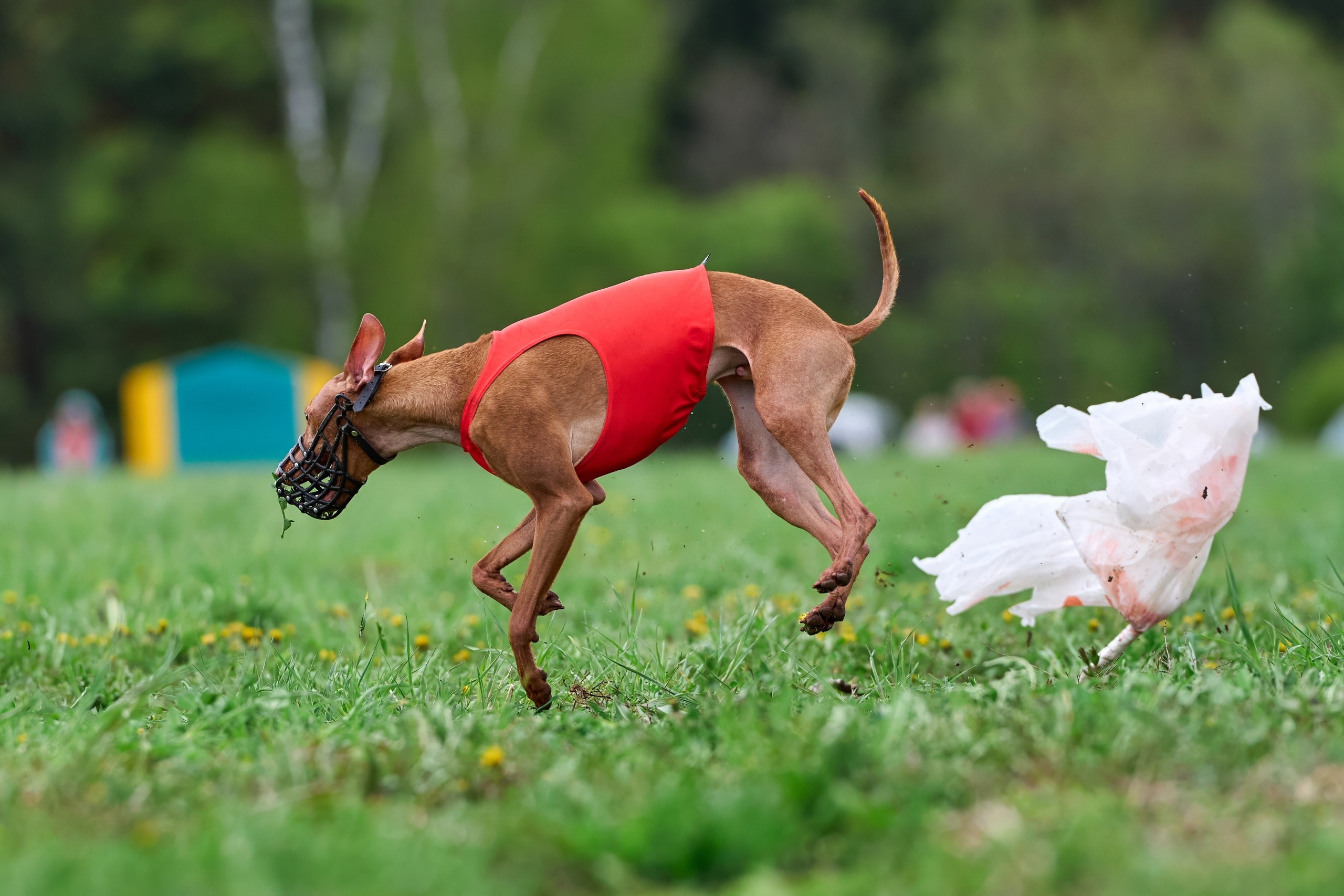 ПЧРКФ по курсингу. Фотограф-анималист Михаил Манухин