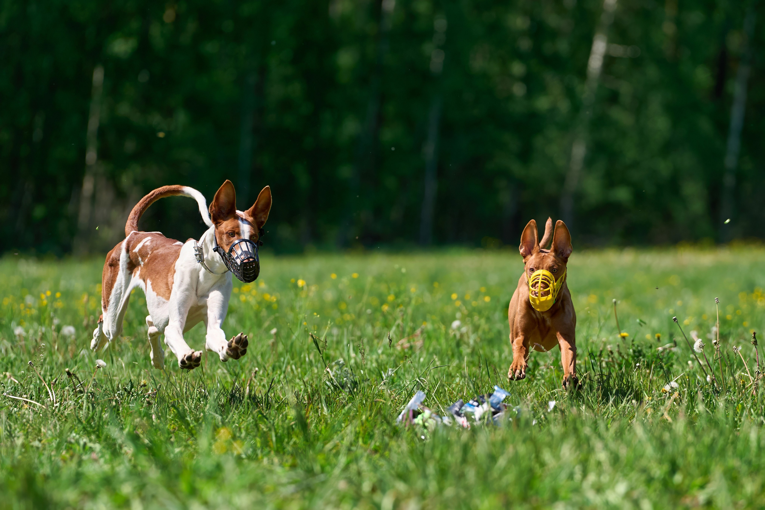 Тренировка по курсингу Донино. Фотограф-анималист Михаил Манухин