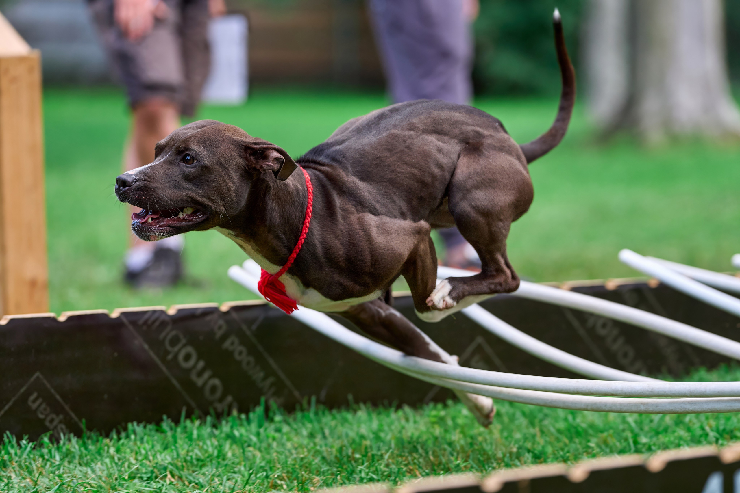 Двухдневные соревнования «Jump'n'Gym Fest — 2024». Фотограф-анималист Михаил Манухин