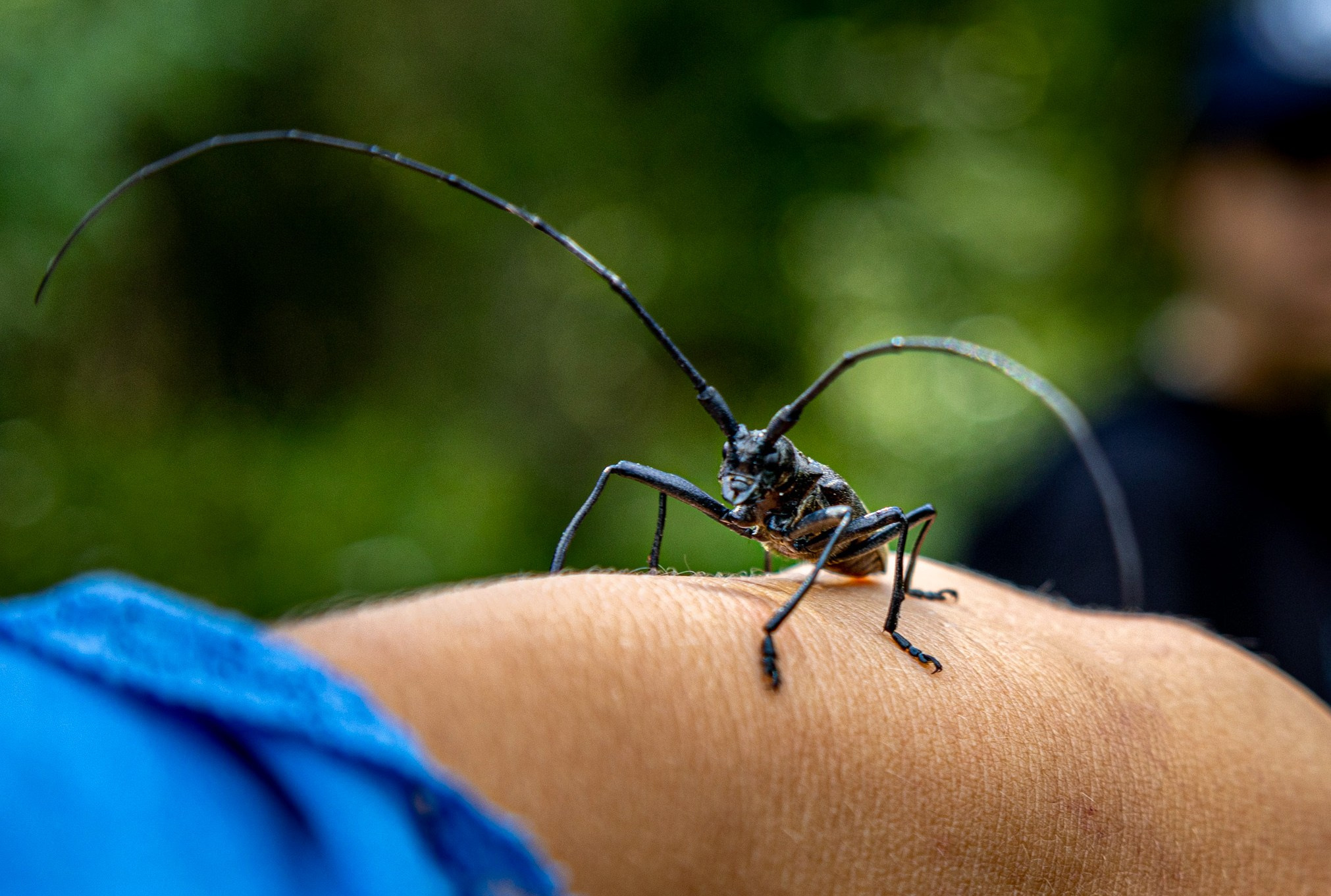 Жук-усач сосновый