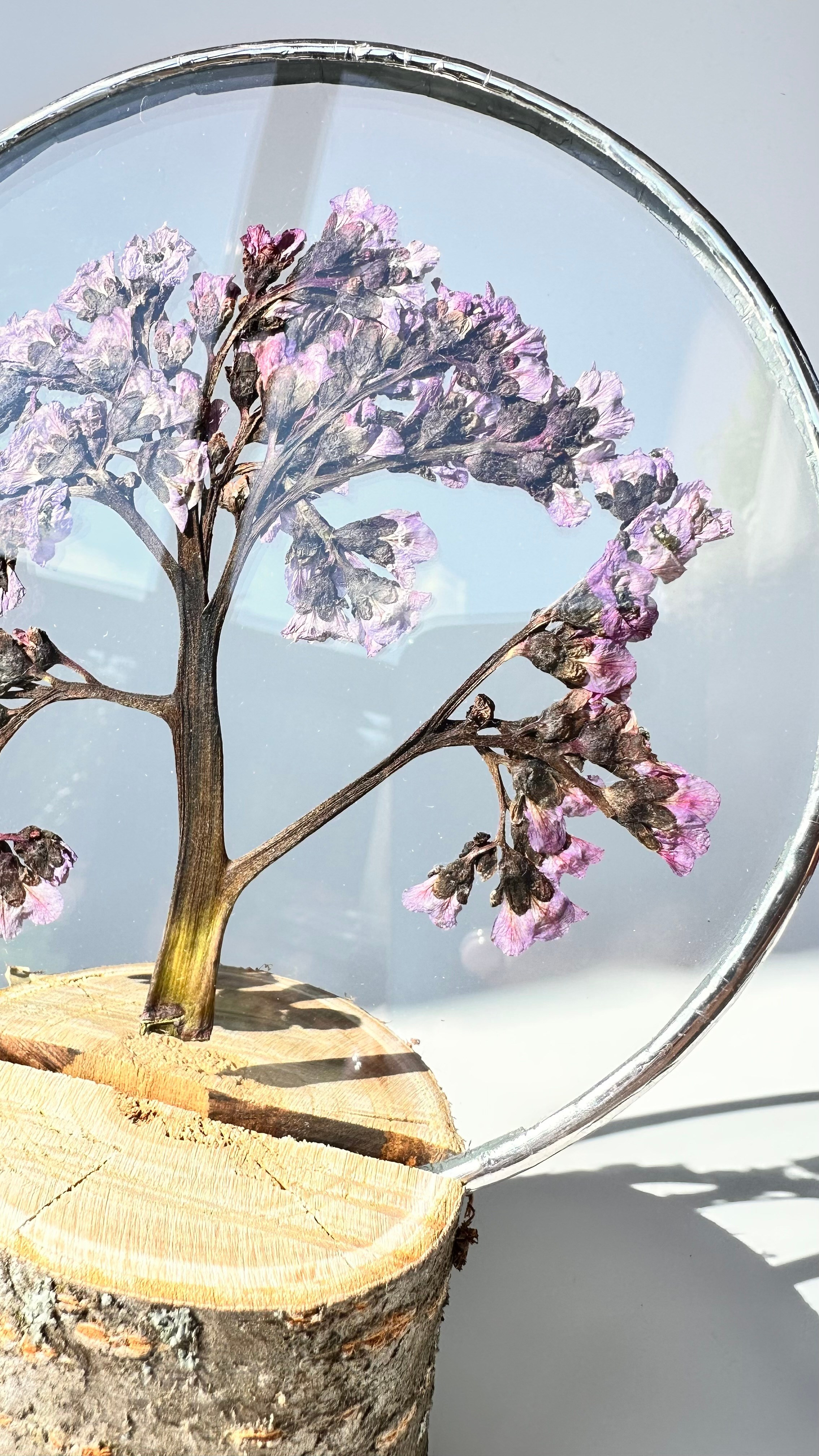 Бадан Круг 15 см. Оформляю пространства. Витражи с сухоцветами в технике Тиффани