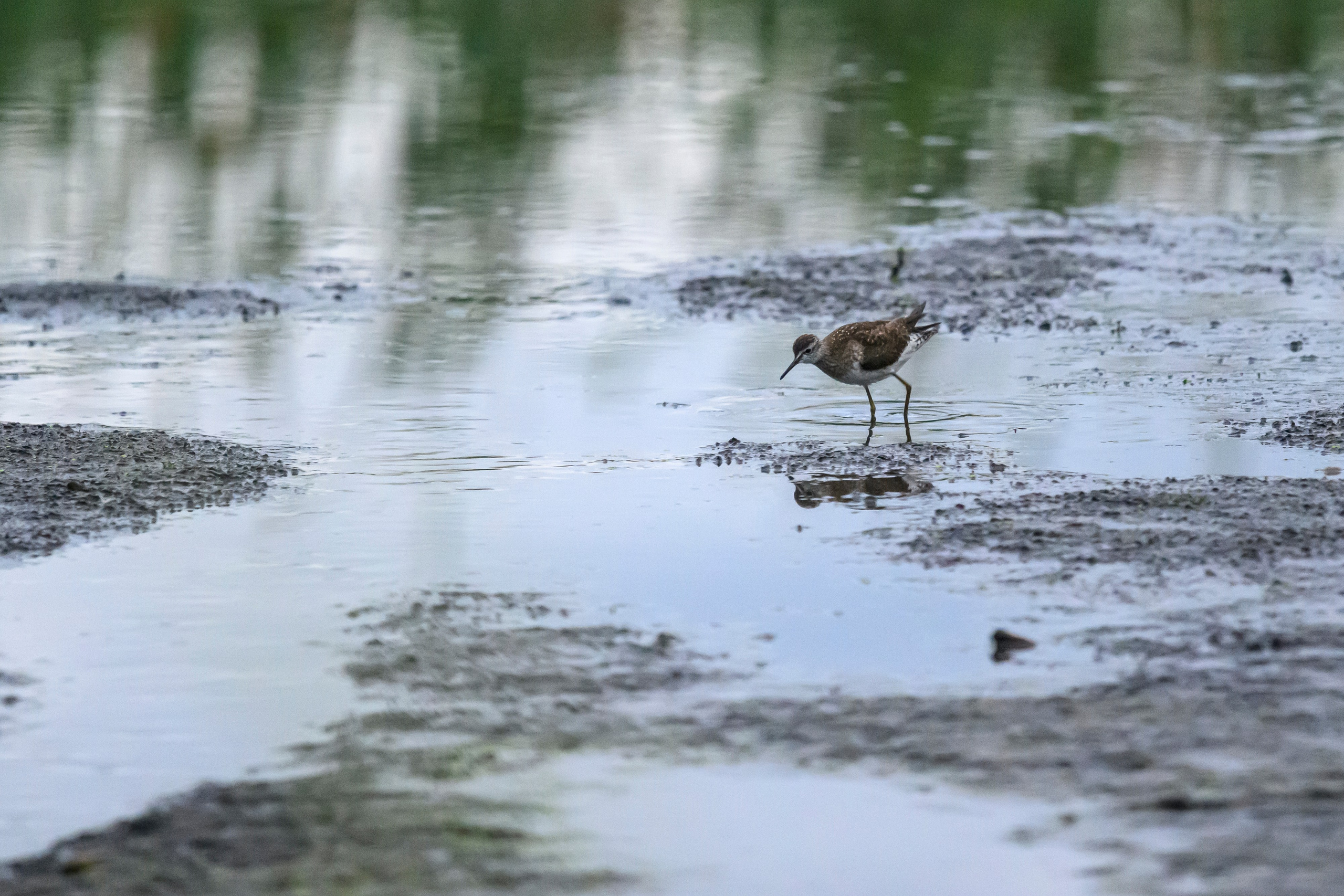 Фифи. Wood Sandpiper. Фотограф Сергей Пупонин