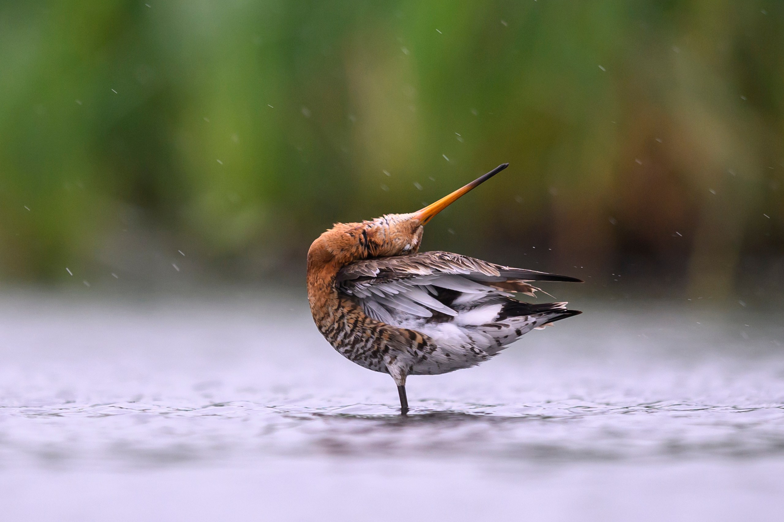 Поручейники и большой веретенник. Wildlife photography by Sergey Puponin