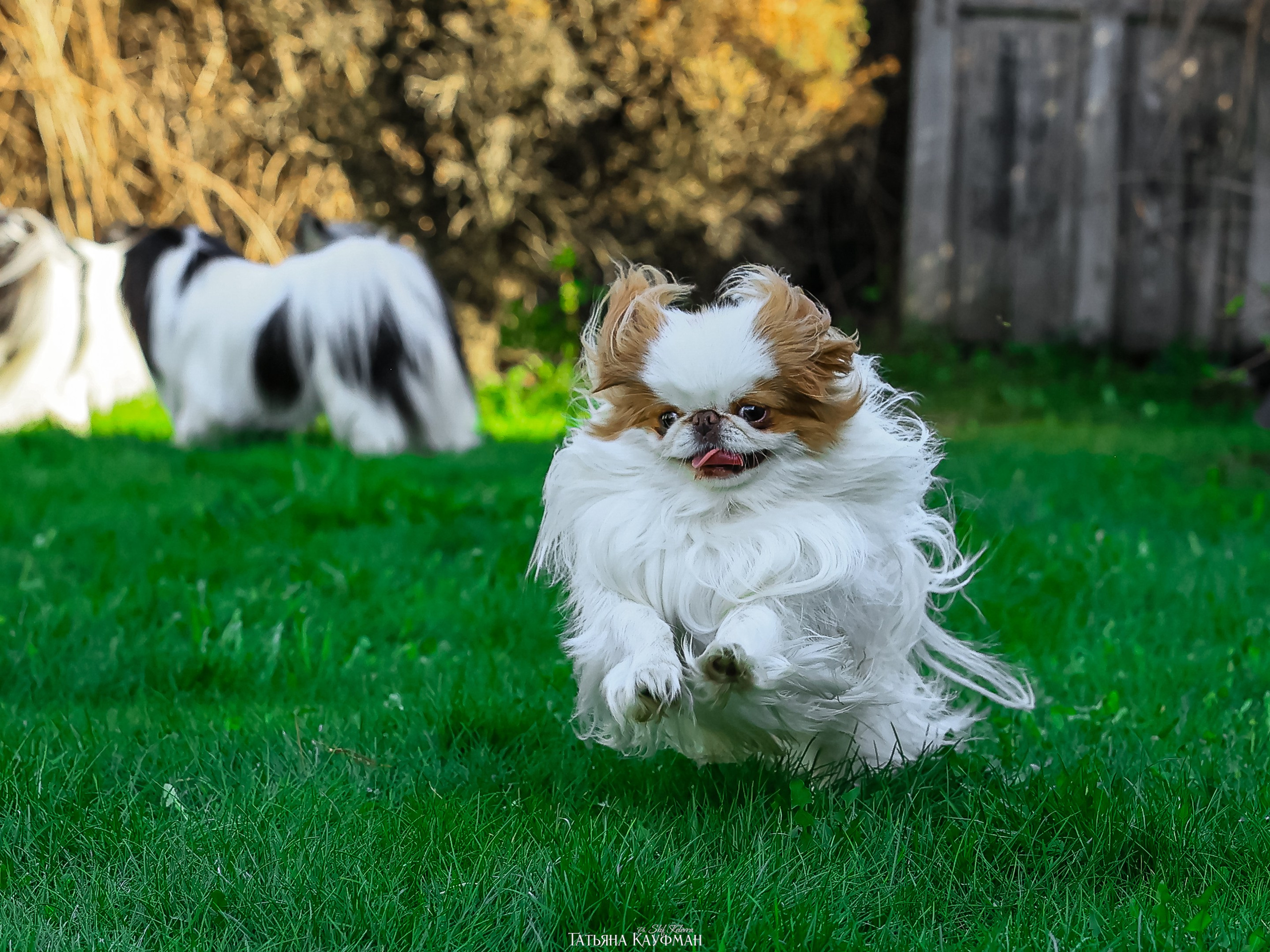 Японский хин, фотография японский хин, собака в цветах, красивая собака, фотограф анималист, фотокурс Анималистика, научиться фотографировать собак, фотограф Новосибирск